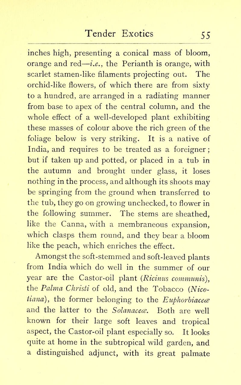 inches high, presenting a conical mass of bloom, orange and red—i.e., the Perianth is orange, with scarlet stamen-like filaments projecting out. The orchid-like flowers, of which there are from sixty to a hundred, are arranged in a radiating manner from base to apex of the central column, and the whole effect of a well-developed plant exhibiting these masses of colour above the rich green of the foliage below is very striking. It is a native of India, and requires to be treated as a foreigner; but if taken up and potted, or placed in a tub in the autumn and brought under glass, it loses nothing in the process, and although its shoots may be springing from the ground when transferred to the tub, they go on growing unchecked, to flower in the following summer. The stems are sheathed, like the Canna, with a membraneous expansion, which clasps them round, and they bear a bloom like the peach, which enriches the effect. Amongst the soft-stemmed and soft-leaved plants from India which do well in the summer of our year are the Castor-oil plant (.Ricinus communis), the Palma Christi of old, and the Tobacco (Nico- liana), the former belonging to the Euphorbiacece and the latter to the Sol-anacece. Both are well known for their large soft leaves and tropical aspect, the Castor-oil plant especially so. It looks quite at home in the subtropical wild garden, and a distinguished adjunct, with its great palmate