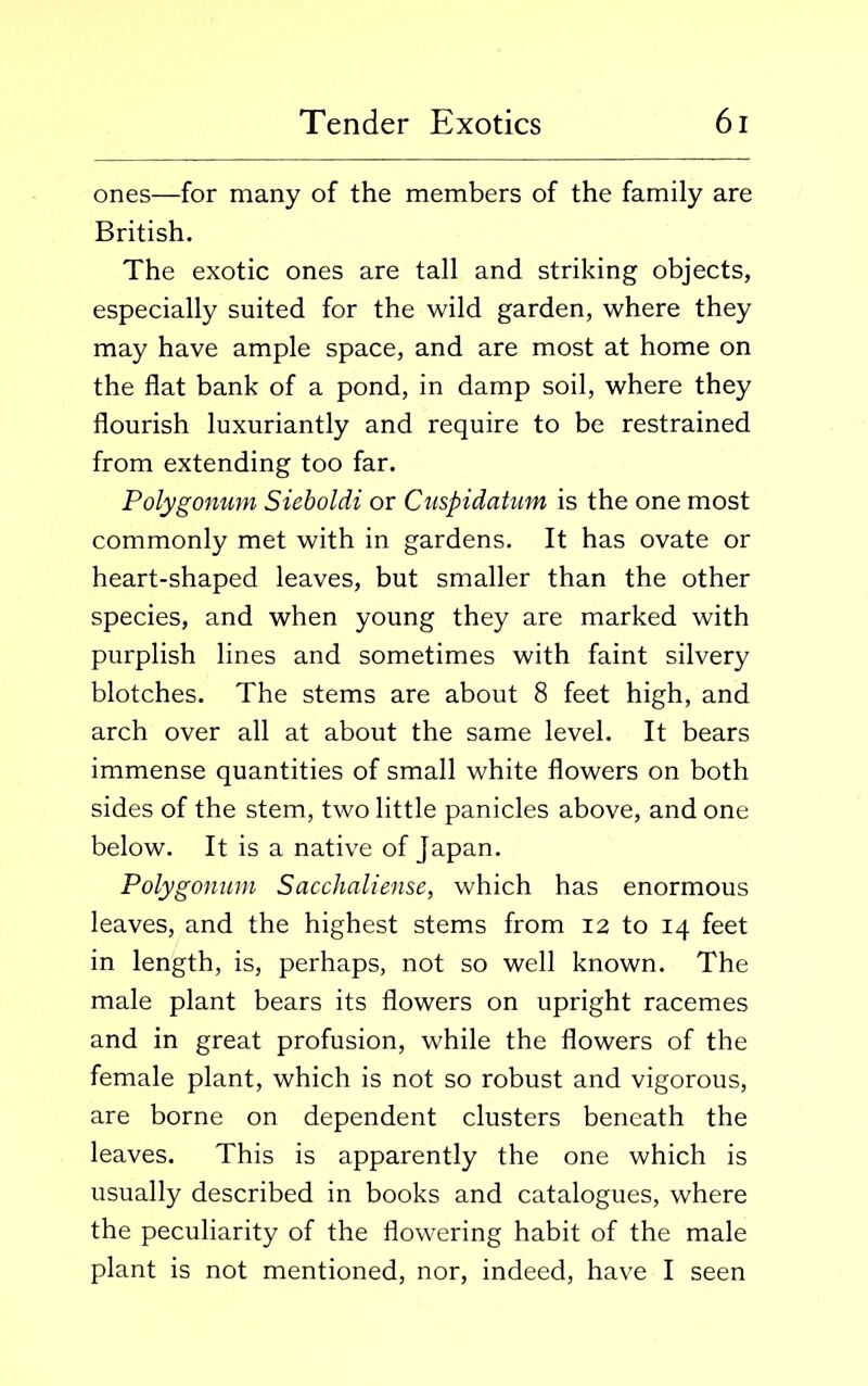 ones—for many of the members of the family are British. The exotic ones are tall and striking objects, especially suited for the wild garden, where they may have ample space, and are most at home on the flat bank of a pond, in damp soil, where they flourish luxuriantly and require to be restrained from extending too far. Polygonum Sieboldi or Cuspidatum is the one most commonly met with in gardens. It has ovate or heart-shaped leaves, but smaller than the other species, and when young they are marked with purplish lines and sometimes with faint silvery blotches. The stems are about 8 feet high, and arch over all at about the same level. It bears immense quantities of small white flowers on both sides of the stem, two little panicles above, and one below. It is a native of Japan. Polygonum Sacchaliense, which has enormous leaves, and the highest stems from 12 to 14 feet in length, is, perhaps, not so well known. The male plant bears its flowers on upright racemes and in great profusion, while the flowers of the female plant, which is not so robust and vigorous, are borne on dependent clusters beneath the leaves. This is apparently the one which is usually described in books and catalogues, where the peculiarity of the flowering habit of the male plant is not mentioned, nor, indeed, have I seen