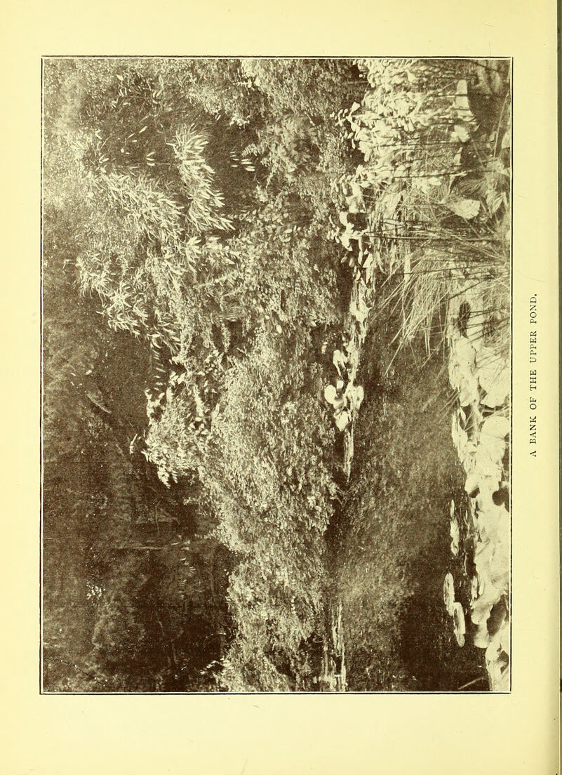 A BANK OF THE UPPER POND.