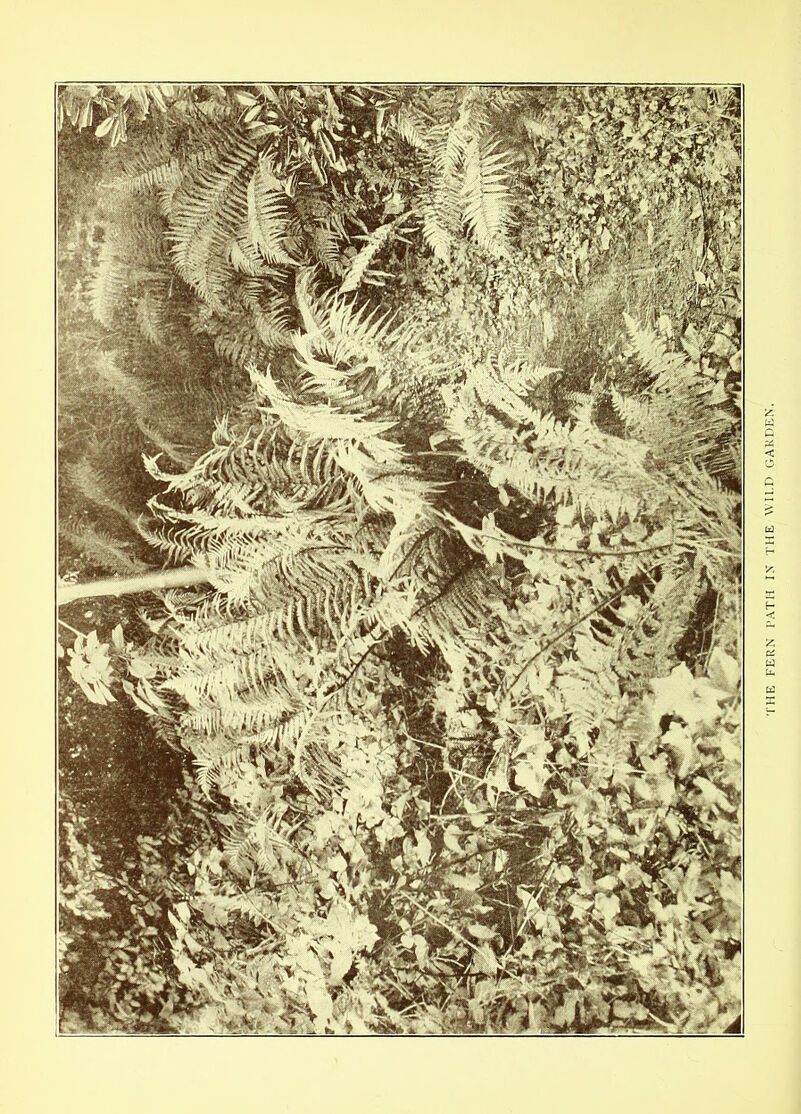 THE FERN PATH IN THE WILD GARDEN.