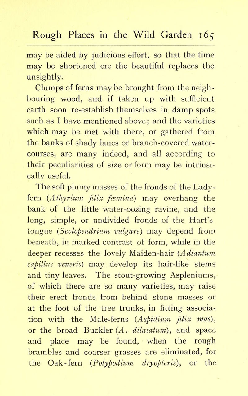 may be aided by judicious effort, so that the time may be shortened ere the beautiful replaces the unsightly. Clumps of ferns maybe brought from the neigh- bouring wood, and if taken up with sufficient earth soon re-establish themselves in damp spots such as I have mentioned above; and the varieties which may be met with there, or gathered from the banks of shady lanes or branch-covered water- courses, are many indeed, and all according to their peculiarities of size or form may be intrinsi- cally useful. The soft plumy masses of the fronds of the Lady- fern (Athyrium filix fcemina) may overhang the bank of the little water-oozing ravine, and the long, simple, or undivided fronds of the Hart’s tongue (Scolopendrium vulgare) may depend from beneath, in marked contrast of form, while in the deeper recesses the lovely Maiden-hair (Adiantum capillus veneris) may develop its hair-like stems and tiny leaves. The stout-growing Aspleniums, of which there are so many varieties, may raise their erect fronds from behind stone masses or at the foot of the tree trunks, in fitting associa- tion with the Male-ferns (Aspidium filix mas), or the broad Buckler (A. dilatatum), and space and place may be found, when the rough brambles and coarser grasses are eliminated, for the Oak-fern (Polypodium dryopteris), or the