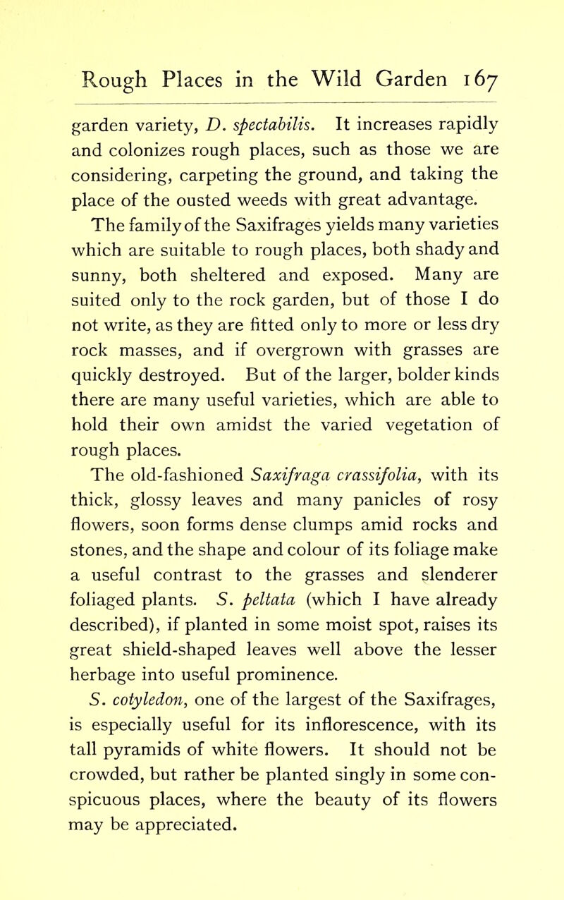 garden variety, D. spectabilis. It increases rapidly and colonizes rough places, such as those we are considering, carpeting the ground, and taking the place of the ousted weeds with great advantage. The family of the Saxifrages yields many varieties which are suitable to rough places, both shady and sunny, both sheltered and exposed. Many are suited only to the rock garden, but of those I do not write, as they are fitted only to more or less dry rock masses, and if overgrown with grasses are quickly destroyed. But of the larger, bolder kinds there are many useful varieties, which are able to hold their own amidst the varied vegetation of rough places. The old-fashioned Saxifraga crassifolia, with its thick, glossy leaves and many panicles of rosy flowers, soon forms dense clumps amid rocks and stones, and the shape and colour of its foliage make a useful contrast to the grasses and slenderer foliaged plants. S. peltata (which I have already described), if planted in some moist spot, raises its great shield-shaped leaves well above the lesser herbage into useful prominence. S. cotyledon, one of the largest of the Saxifrages, is especially useful for its inflorescence, with its tall pyramids of white flowers. It should not be crowded, but rather be planted singly in some con- spicuous places, where the beauty of its flowers may be appreciated.