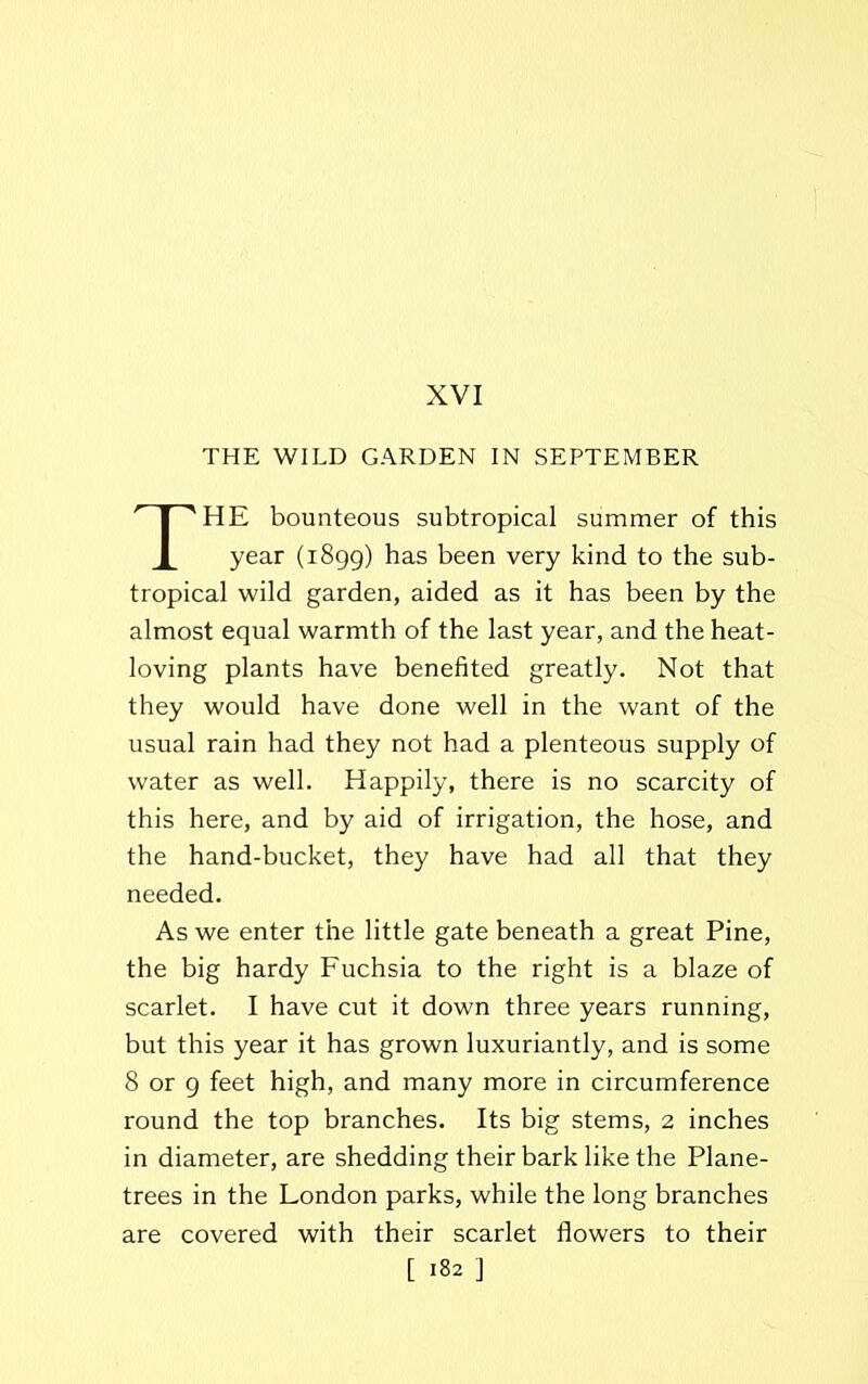 XVI THE WILD GARDEN IN SEPTEMBER THE bounteous subtropical summer of this year (1899) has been very kind to the sub- tropical wild garden, aided as it has been by the almost equal warmth of the last year, and the heat- loving plants have benefited greatly. Not that they would have done well in the want of the usual rain had they not had a plenteous supply of water as well. Happily, there is no scarcity of this here, and by aid of irrigation, the hose, and the hand-bucket, they have had all that they needed. As we enter the little gate beneath a great Pine, the big hardy Fuchsia to the right is a blaze of scarlet. I have cut it down three years running, but this year it has grown luxuriantly, and is some 8 or 9 feet high, and many more in circumference round the top branches. Its big stems, 2 inches in diameter, are shedding their bark like the Plane- trees in the London parks, while the long branches are covered with their scarlet flowers to their