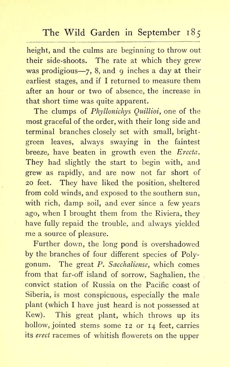 height, and the culms are beginning to throw out their side-shoots. The rate at which they grew was prodigious—7, 8, and 9 inches a day at their earliest stages, and if I returned to measure them after an hour or two of absence, the increase in that short time was quite apparent. The clumps of Phyllonichys Quillioi, one of the most graceful of the order, with their long side and terminal branches closely set with small, bright- green leaves, always swaying in the faintest breeze, have beaten in growth even the Erecta. They had slightly the start to begin with, and grew as rapidly, and are now not far short of 20 feet. They have liked the position, sheltered from cold winds, and exposed to the southern sun, with rich, damp soil, and ever since a few years ago, when I brought them from the Riviera, they have fully repaid the trouble, and always yielded me a source of pleasure. Further down, the long pond is overshadowed by the branches of four different species of Poly- gonum. The great P. Sacchaliense, which comes from that far-off island of sorrow, Saghalien, the convict station of Russia on the Pacific coast of Siberia, is most conspicuous, especially the male plant (which I have just heard is not possessed at Kew). This great plant, which throws up its hollow, jointed stems some 12 or 14 feet, carries its erect racemes of whitish flowerets on the upper