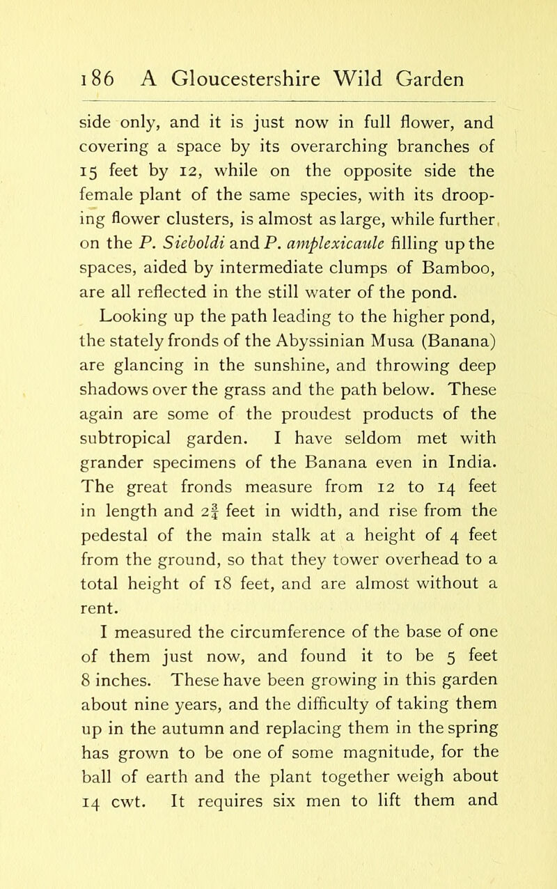 side only, and it is just now in full flower, and covering a space by its overarching branches of 15 feet by 12, while on the opposite side the female plant of the same species, with its droop- ing flower clusters, is almost as large, while further on the P. Sieboldi and P. amplexicaule filling up the spaces, aided by intermediate clumps of Bamboo, are all reflected in the still water of the pond. Looking up the path leading to the higher pond, the stately fronds of the Abyssinian Musa (Banana) are glancing in the sunshine, and throwing deep shadows over the grass and the path below. These again are some of the proudest products of the subtropical garden. I have seldom met with grander specimens of the Banana even in India. The great fronds measure from 12 to 14 feet in length and 2| feet in width, and rise from the pedestal of the main stalk at a height of 4 feet from the ground, so that they tower overhead to a total height of 18 feet, and are almost without a rent. I measured the circumference of the base of one of them just now, and found it to be 5 feet 8 inches. These have been growing in this garden about nine years, and the difficulty of taking them up in the autumn and replacing them in the spring has grown to be one of some magnitude, for the ball of earth and the plant together weigh about 14 cwt. It requires six men to lift them and