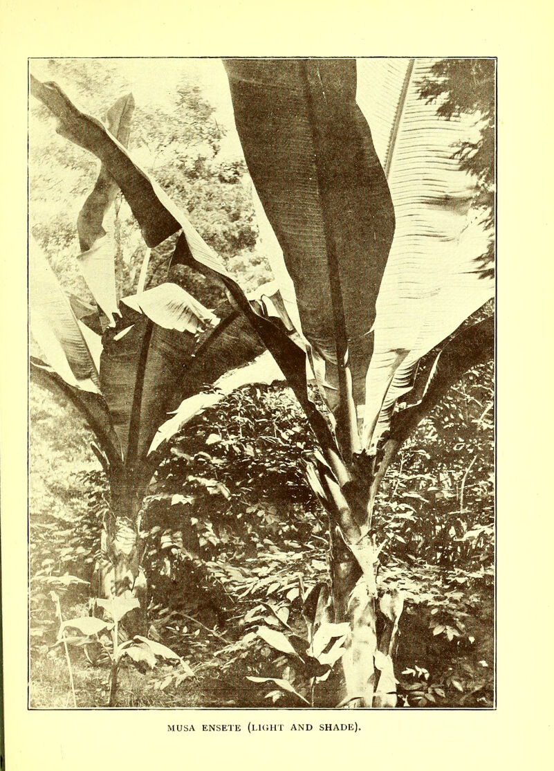 MUSA ENSETE (LIGHT AND SHADE),