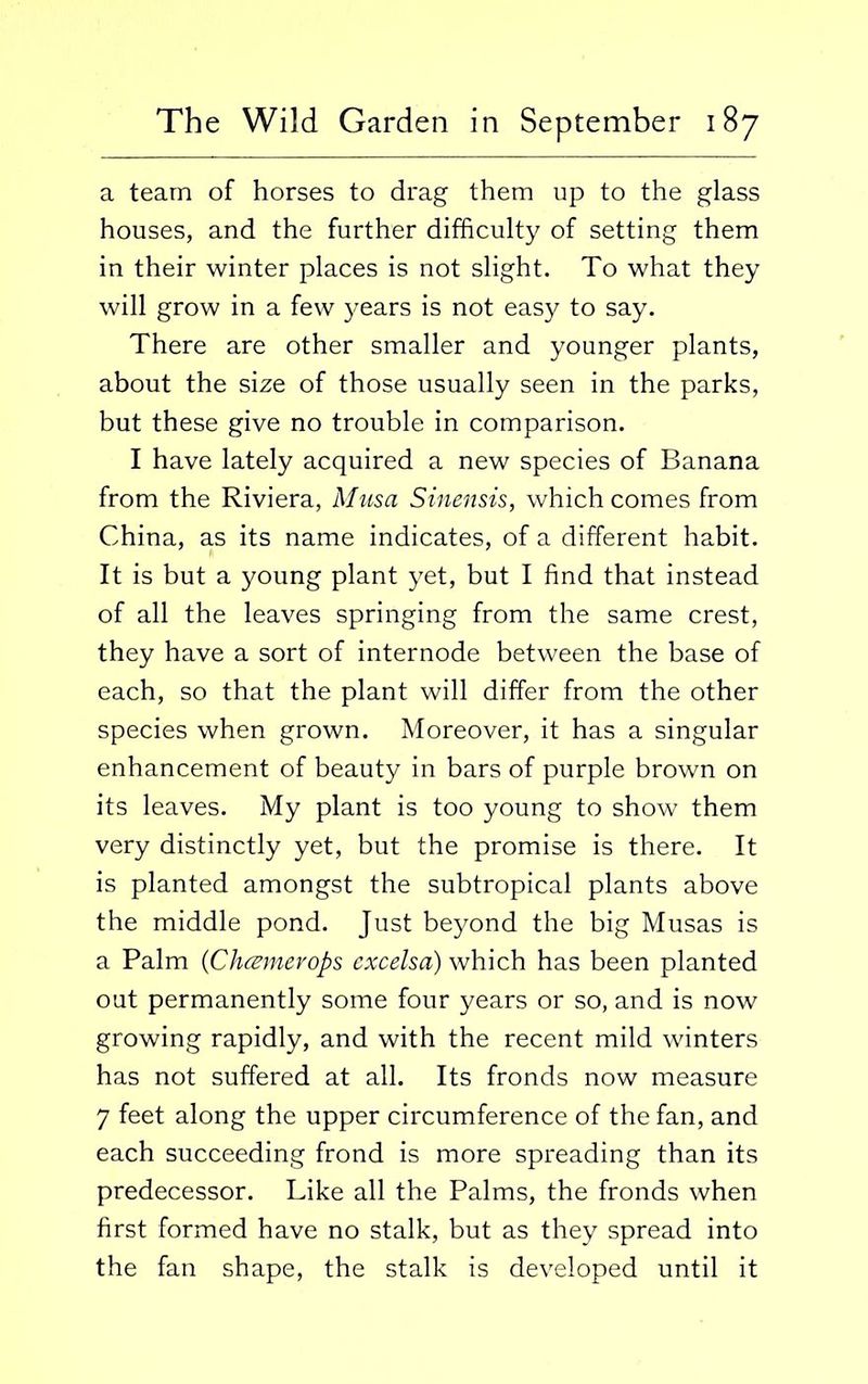 a team of horses to drag them up to the glass houses, and the further difficulty of setting them in their winter places is not slight. To what they will grow in a few years is not easy to say. There are other smaller and younger plants, about the size of those usually seen in the parks, but these give no trouble in comparison. I have lately acquired a new species of Banana from the Riviera, Musa Sinensis, which comes from China, as its name indicates, of a different habit. It is but a young plant yet, but I find that instead of all the leaves springing from the same crest, they have a sort of internode between the base of each, so that the plant will differ from the other species when grown. Moreover, it has a singular enhancement of beauty in bars of purple brown on its leaves. My plant is too young to show them very distinctly yet, but the promise is there. It is planted amongst the subtropical plants above the middle pond. Just beyond the big Musas is a Palm (Chcemerops excelsa) which has been planted out permanently some four years or so, and is now growing rapidly, and with the recent mild winters has not suffered at all. Its fronds now measure 7 feet along the upper circumference of the fan, and each succeeding frond is more spreading than its predecessor. Like all the Palms, the fronds when first formed have no stalk, but as they spread into the fan shape, the stalk is developed until it