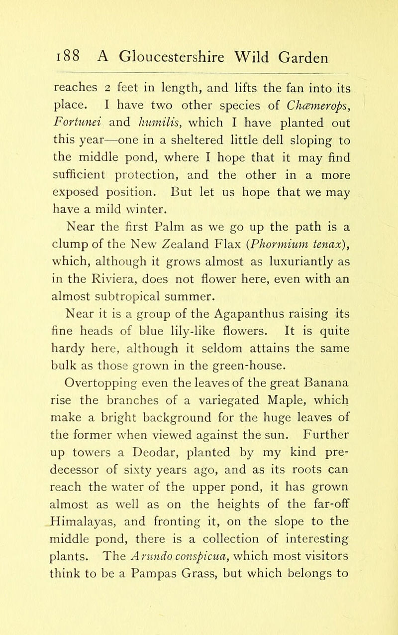 reaches 2 feet in length, and lifts the fan into its place. I have two other species of Chcemerops, Fortunei and humilis, which I have planted out this year—one in a sheltered little dell sloping to the middle pond, where I hope that it may find sufficient protection, and the other in a more exposed position. But let us hope that we may have a mild winter. Near the first Palm as we go up the path is a clump of the New Zealand Flax (Phormium tenax), which, although it grows almost as luxuriantly as in the Riviera, does not flower here, even with an almost subtropical summer. Near it is a group of the Agapanthus raising its fine heads of blue lily-like flowers. It is quite hardy here, although it seldom attains the same bulk as those grown in the green-house. Overtopping even the leaves of the great Banana rise the branches of a variegated Maple, which make a bright background for the huge leaves of the former when viewed against the sun. Further up towers a Deodar, planted by my kind pre- decessor of sixty years ago, and as its roots can reach the water of the upper pond, it has grown almost as well as on the heights of the far-off Himalayas, and fronting it, on the slope to the middle pond, there is a collection of interesting plants. The Arundo conspicua, which most visitors think to be a Pampas Grass, but which belongs to