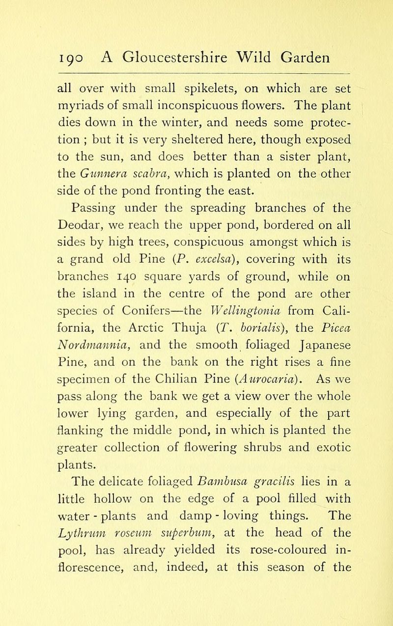 all over with small spikelets, on which are set myriads of small inconspicuous flowers. The plant dies down in the winter, and needs some protec- tion ; but it is very sheltered here, though exposed to the sun, and does better than a sister plant, the Gunnera scabra, which is planted on the other side of the pond fronting the east. Passing under the spreading branches of the Deodar, we reach the upper pond, bordered on all sides by high trees, conspicuous amongst which is a grand old Pine (P. excelsa), covering with its branches 140 square yards of ground, while on the island in the centre of the pond are other species of Conifers—the Wellingtonia from Cali- fornia, the Arctic Thuja (T. borialis), the Picea Nordmannia, and the smooth foliaged Japanese Pine, and on the bank on the right rises a fine specimen of the Chilian Pine (Aurocaria). As we pass along the bank we get a view over the whole lower lying garden, and especially of the part flanking the middle pond, in which is planted the greater collection of flowering shrubs and exotic plants. The delicate foliaged Batnbusa gracilis lies in a little hollow on the edge of a pool filled with water - plants and damp - loving things. The Lythrum roseum superbum, at the head of the pool, has already yielded its rose-coloured in- florescence, and, indeed, at this season of the