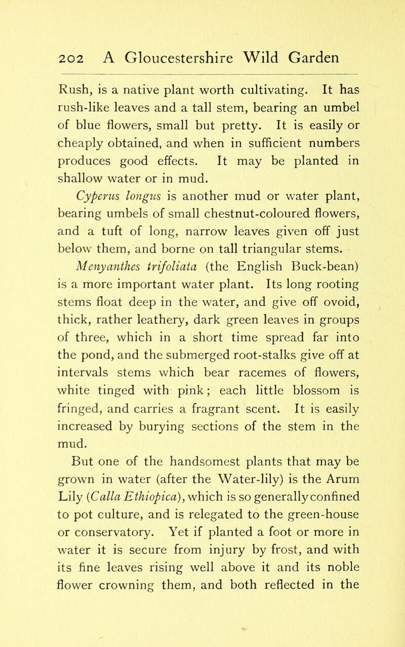 Rush, is a native plant worth cultivating. It has rush-like leaves and a tall stem, bearing an umbel of blue flowers, small but pretty. It is easily or cheaply obtained, and when in sufficient numbers produces good effects. It may be planted in shallow water or in mud. Cyperus longus is another mud or water plant, bearing umbels of small chestnut-coloured flowers, and a tuft of long, narrow leaves given off just below them, and borne on tall triangular stems. Menyanthes trifoliata (the English Buck-bean) is a more important water plant. Its long rooting stems float deep in the water, and give off ovoid, thick, rather leathery, dark green leaves in groups of three, which in a short time spread far into the pond, and the submerged root-stalks give off at intervals stems which bear racemes of flowers, white tinged with pink; each little blossom is fringed, and carries a fragrant scent. It is easily increased by burying sections of the stem in the mud. But one of the handsomest plants that may be grown in water (after the Water-lily) is the Arum Lily (Calla Ethiopian), which is so generally confined to pot culture, and is relegated to the green-house or conservatory. Yet if planted a foot or more in water it is secure from injury by frost, and with its fine leaves rising well above it and its noble flower crowning them, and both reflected in the