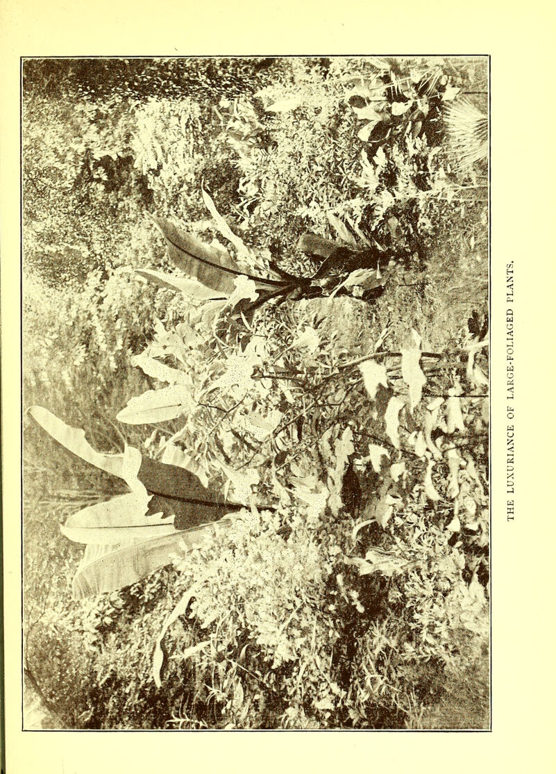 THE LUXURIANCE OF LARGE-FOLIAGED PLANTS.