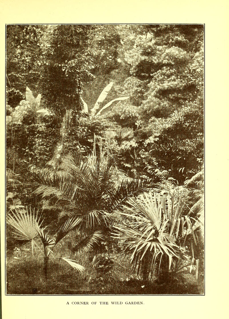 A CORNER OF THE WILD GARDEN