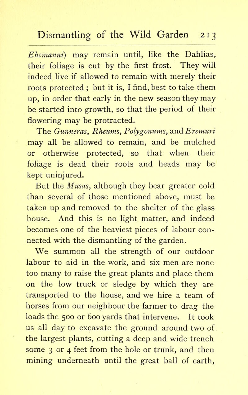 Ehemanni) may remain until, like the Dahlias, their foliage is cut by the first frost. They will indeed live if allowed to remain with merely their roots protected ; but it is, I find, best to take them up, in order that early in the new season they may be started into growth, so that the period of their flowering may be protracted. The Gunneras, Rheums, Polygonums, and Eremuri may all be allowed to remain, and be mulched or otherwise protected, so that when their foliage is dead their roots and heads may be kept uninjured. But the Musas, although they bear greater cold than several of those mentioned above, must be taken up and removed to the shelter of the glass house. And this is no light matter, and indeed becomes one of the heaviest pieces of labour con- nected with the dismantling of the garden. We summon all the strength of our outdoor labour to aid in the work, and six men are none too many to raise the great plants and place them on the low truck or sledge by which they are transported to the house, and we hire a team of horses from our neighbour the farmer to drag the loads the 500 or 600 yards that intervene. It took us all day to excavate the ground around two of the largest plants, cutting a deep and wide trench some 3 or 4 feet from the bole or trunk, and then mining underneath until the great ball of earth,