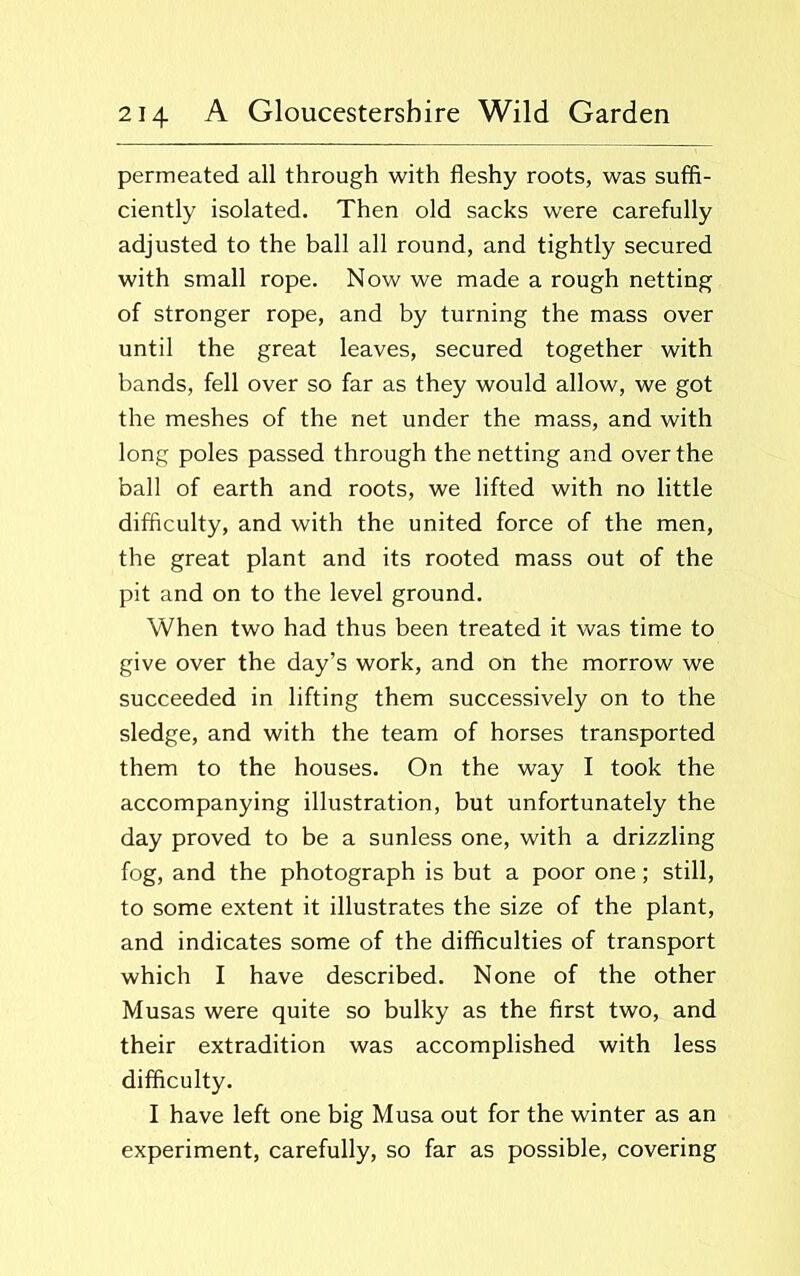 permeated all through with fleshy roots, was suffi- ciently isolated. Then old sacks were carefully adjusted to the ball all round, and tightly secured with small rope. Now we made a rough netting of stronger rope, and by turning the mass over until the great leaves, secured together with bands, fell over so far as they would allow, we got the meshes of the net under the mass, and with long poles passed through the netting and over the ball of earth and roots, we lifted with no little difficulty, and with the united force of the men, the great plant and its rooted mass out of the pit and on to the level ground. When two had thus been treated it was time to give over the day’s work, and on the morrow we succeeded in lifting them successively on to the sledge, and with the team of horses transported them to the houses. On the way I took the accompanying illustration, but unfortunately the day proved to be a sunless one, with a drizzling fog, and the photograph is but a poor one; still, to some extent it illustrates the size of the plant, and indicates some of the difficulties of transport which I have described. None of the other Musas were quite so bulky as the first two, and their extradition was accomplished with less difficulty. I have left one big Musa out for the winter as an experiment, carefully, so far as possible, covering