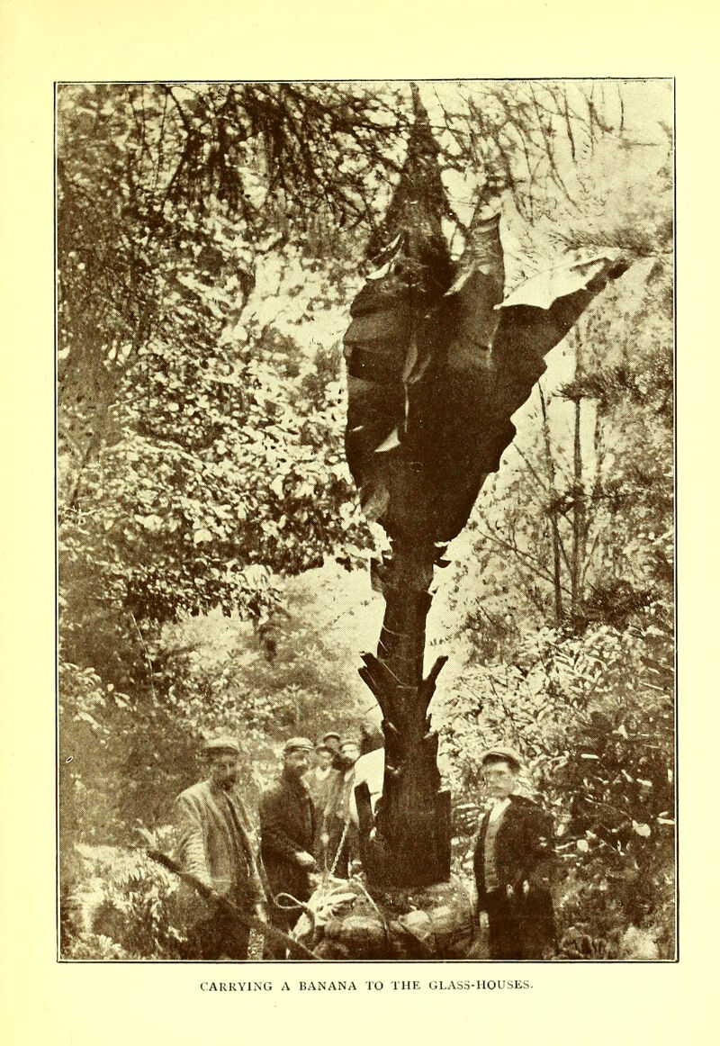 CARRYING A BANANA TO THE GLASS-HOUSES.