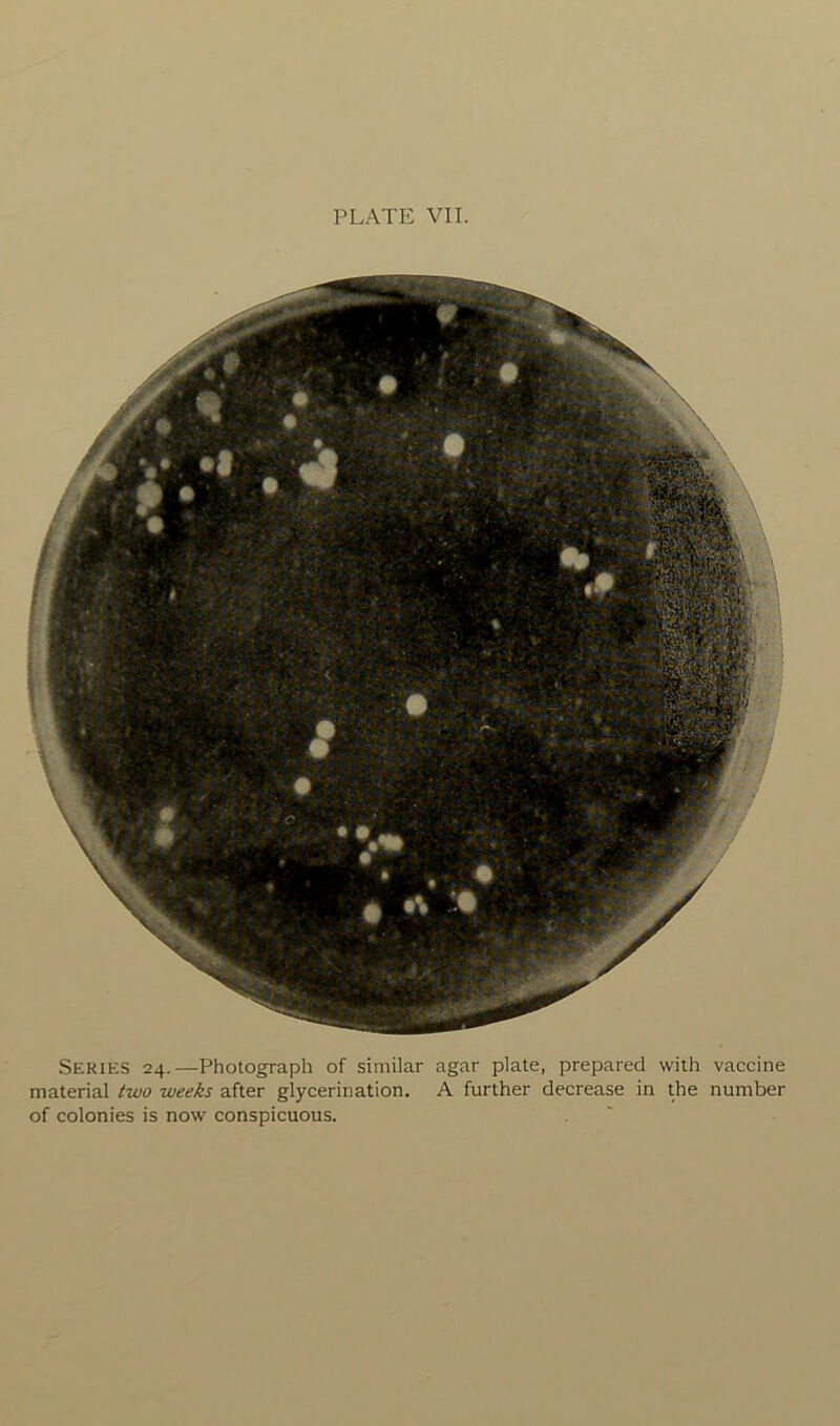 Series 24.—Photograph of similar agar plate, prepared with vaccine material two weeks after glyceririation. A further decrease in the number of colonies is now conspicuous.