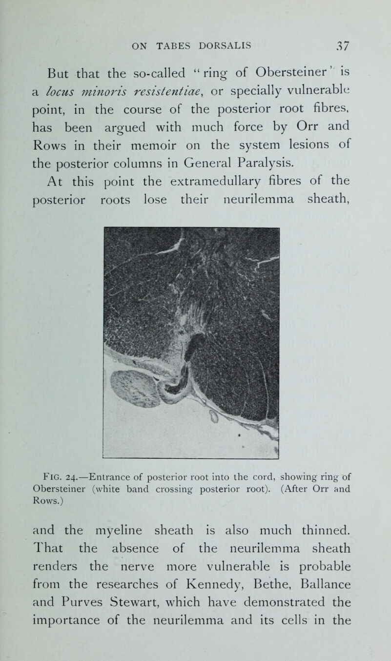 But that the so-called “ring of Obersteiner is a locus minoi'is resistentiae, or specially vulnerable point, in the course of the posterior root fibres, has been argued with much force by Orr and Rows in their memoir on the system lesions of the posterior columns in General Paralysis. At this point the extramedullary fibres of the posterior roots lose their neurilemma sheath, Fig. 24.—Entrance of posterior root into the cord, showing ring of Obersteiner (white band crossing posterior root). (After Orr and Rows.) and the myeline sheath is also much thinned. That the absence of the neurilemma sheath renders the nerve more vulnerable is probable from the researches of Kennedy, Bethe, Ballance and Purves Stewart, which have demonstrated the importance of the neurilemma and its cells in the