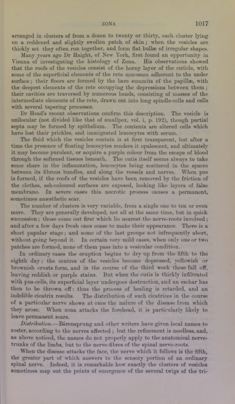 arranged in clusters of from a dozen to twenty or thirty, each cluster lying on a reddened and slightly swollen patch, of skin; when the vesicles are tliickly set they often run together, and form flat biillse of irregular shapes. Many years ago Dr Haight, of New York, first found an opportunity in Vienna of investigating the histology of Zona. His observations showed that the roofs of the vesicles consist of the homy layer of the cuticle, with some of the superficial elements of the rete mucosum adherent to the under surface; their floors are formed by the bare summits of the papillae, with the deepest elements of the rete occupying the depressions between them; their cavities are traversed by numerous bands, consisting of masses of the intermediate elements of the rete, drawn out into long spindle-cells and cells w'ith several tapering processes. Dr Head’s recent observations confirm this description. The vesicle is unilocular (not divided like that of smallpox, vol. i, p. 192), though partial septa may be fonned by epithelium. The contents are altered cells which have lost their prickles, and immigrated leucocytes with serum. The fluid which the vesicles contain is at first transparent, but after a time the presence of floating leucocytes renders it opalescent, and ultimately it may become purulent, or acquire a purple colour from the escape of blood through the softened tissues beneath. The cutis itself seems always to take some share in the inflammation, leucocytes l)eing scattered in the spaces between its fibrous bundles, and along the vessels and nerves. When pus is formed, if the roofs of the vesicles have l>eeu remove<l by the friction of the clothes, ash-coloured surfju'es are ex}.K)8ed, looking like layers of false membrane. In severe eases this necrotic pntcess causes a permanent, sometimes anaesthetic scar. The number of clusters is verv' variable, from a single one to ten or even more. They are generally developed, not all at the same time, but in quick succession ; those come out first which lie nearest the nerve-roots involved; and after a few days fresh ones cease to make their appearance. There is a short ]»apular stage; and some of the last groups not infrequently alwrt, without going l>eyond it. In certain very mild cases, when only one or two patches are forintnl. none of them jtass into a vesicular condition. In ordinary cases the eruption l>egins to dry uj) from the fifth to the eightli day ; the centres of the vesicles l»ecome depressed, yellowish or brownish crusts form, and in the course of the third week these fall off, leaving reddish or purple stains. Hut when the cutis is thickly infiltrated with pus-cells, its sujwrficial layer undergoes destruction, and an eschar has then to be thrown off: thus the process of healing is retarded, and an indelible cicatrix results. The distribution of such cicatrices in the course of a particular nerve shows at once the nature of the disease from which they arose. When zona attacks the forehead, it is particularly likely to leave permanent scars. Digtribuiion.—Barensprung and other writers have given local names to zoster, according to the nerves affectt*d ; but the refinement is nee^lless, and, as al)ove noticed, the names do not j>roperly apply to the anatomical nerve- trunks of the limbs, but to the nerve-fibres of the spinal nerve-roots. When the disease attacks the face, the nerve which it follows is the fifth, the greater part of which answers to the sensory portion of an ordinary spinal nerve. Indeed, it is remarkable how exactly the clusters of vesicles sometimes map out the points of emergence of the several twigs of the tri-