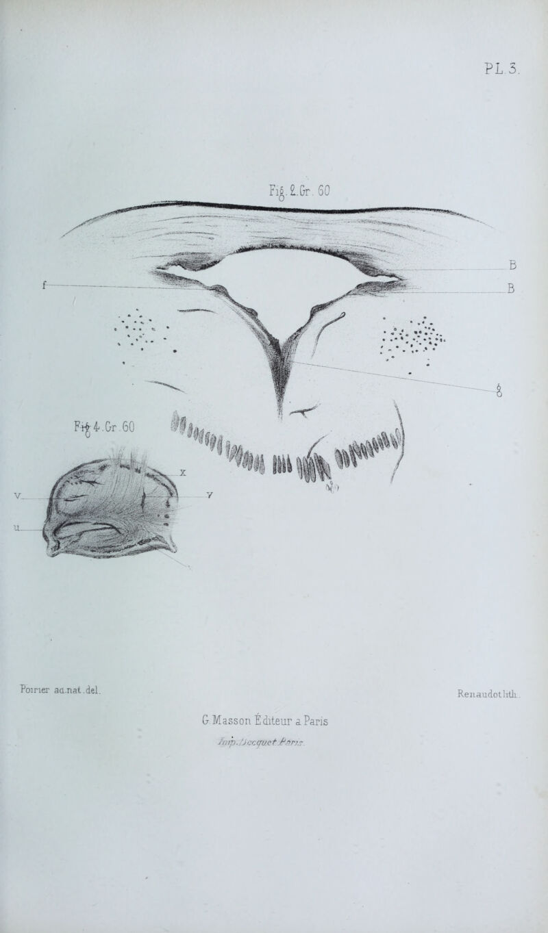 PL.3. B B Poirier aa.nat.del. Renaudotlitli. Fl£. 2..Gr. 60 Ft^ 4. &r. G. Mass on Éditeur a. Paris fv >p.. 'J accrue f.:Psrj. ?