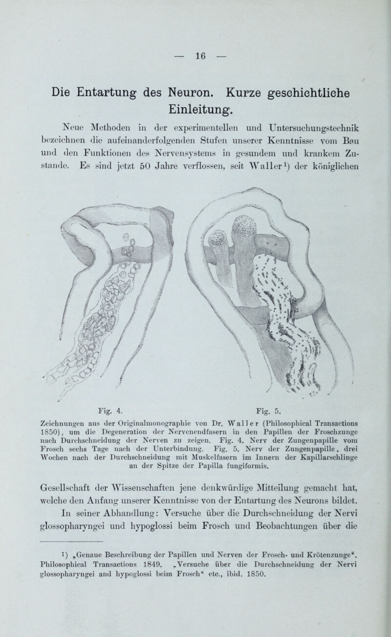 Die Entartung des Neuron. Kurze geschichtliche Einleitung. Neue Methoden in der experimentellen und Untersuchungstechnik bezeichnen die aufeinanderfolgenden Stufen unserer Kenntnisse vom Bau und den Funktionen des Nervensystems in gesundem und krankem Zu- stande. Es sind jetzt 50 Jahre verflossen, seit Waller1) der königlichen Zeichnungen aus der Originalmonographie von Dr. Waller (Philosophical Transactions 1850), um die Degeneration der Nervenendfasern in den Papillen der Froschzunge nach Durchschneidung der Nerven zu zeigen. Fig. 4. Nerv der Zungenpapille vom Frosch sechs Tage nach der Unterbindung. Fig. 5. Nerv der Zungenpapille, drei Wochen nach der Durchschneidung mit Muskelfasern im Innern der Kapillarschlinge an der Spitze der Papilla fungiformis. Gesellschaft der Wissenschaften jene denkwürdige Mitteilung gemacht hat, welche den Anfang unserer Kenntnisse von der Entartung des Neurons bildet. In seiner Abhandlung: Versuche über die Durchschneidung der Nervi glossopharyngei und hypoglossi beim Frosch und Beobachtungen über die 1) „Genaue Beschreibung der Papillen und Nerven der Frosch- und Krötenzunge“. Philosophical Transactions 1849. .Versuche über die Durchschneidung der Nervi glossopharyngei and hypoglossi beim Frosch“ etc., ibid. 1850.