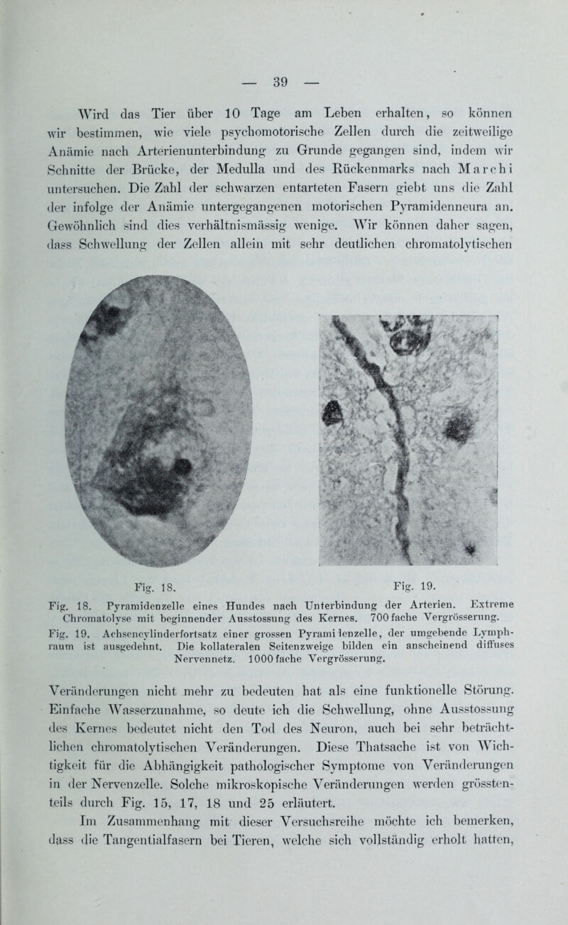 Wird das Tier über 10 Tage am Leben erhalten, so können wir bestimmen, wie viele psychomotorische Zellen durch die zeitweilige Anämie nach Arterienunterbindung zu Grunde gegangen sind, indem wir Schnitte der Brücke, der Medulla und des Rückenmarks nach Marchi untersuchen. Die Zahl der schwarzen entarteten Fasern giebt uns die Zahl der infolge der Anämie untergegangenen motorischen Pyramidenneura an. Gewöhnlich sind dies verhältnismässig wenige. Wir können daher sagen, dass Schwellung der Zellen allein mit sehr deutlichen chromatolytischen Fig. 18. Fig. 19. Fig. 18. PyramideDzelle eines Hundes nach Unterbindung der Arterien. Extreme Chromatolyse mit beginnender Ausstossung des Kernes. 700 fache Vergrösserung. Fig. 19. Aehsencylinderfortsatz einer grossen Pyramiden zelle, der umgebende Lymph- raum ist ausgedehnt. Die kollateralen Seitenzweige bilden ein anscheinend diffuses Nervennetz. 1000 fache Vergrösserung. Veränderungen nicht mehr zu bedeuten hat als eine funktionelle Störung. Einfache Wasserzunahme, so deute ich die Schwellung, ohne Ausstossung des Kernes bedeutet nicht den Tod des Neuron, auch bei sehr beträcht- lichen chromatolytischen Veränderungen. Diese Thatsache ist von Wich- tigkeit für die Abhängigkeit pathologischer Symptome von Veränderungen in der Nervenzelle. Solche mikroskopische Veränderungen werden grössten- teils durch Fig. 15, 17, 18 und 25 erläutert. Im Zusammenhang mit dieser Versuchsreihe möchte ich bemerken, dass die Tangentialfasern bei Tieren, welche sich vollständig erholt hatten,