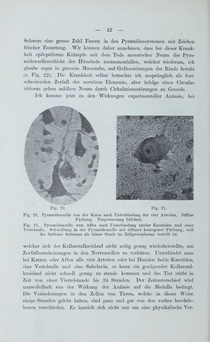 Schwere eine grosse Zahl Fasern in den Pyramiden Systemen mit Zeichen frischer Entartung. Wir können daher annehmen, dass bei dieser Krank- heit epileptiforme Krämpfe mit dem Tode motorischer Neura der Pyra- midenzellenschicht der Hirnrinde zusammenfallen, welcher wiederum, ich glaube sogar in grossem Massstabe, auf Gefässstörungen der Rinde beruht (s. Fig. 22). Die Krankheit selbst betrachte ich ursprünglich als fort- schreitenden Zerfall der nervösen Elemente, aber infolge eines Circulus vitiosus gehen zahllose Neura durch Cirkulationsstörungen zu Grunde. Ich komme jetzt zu den»Wirkungen experimenteller Anämie, bei Fig. 20. Fig. 21. Fig. 20. Pyramidenzelle von der Katze nach Unterbindung der vier Ai'terien. Diffuse Färbung. Vergrösserung 500 fach. Fig. 21. Pyramidenzelle vom Affen nach Unterbindung zweier Karotiden und einer Yertebralis. Schwellung in der Pyramidenzelle mit diffuser homogener Färbung, weil die färbbare Substanz als feiner Staub im Zellprotoplasma verteilt ist. welcher sich der Kollateralkreislauf nicht zeitig genug wiederherstellte, um Zerfallserscheinungen in den Nervenzellen zu verhüten. Unterbindet man bei Katzen oder Affen alle vier Arterien oder bei Hunden beide Karotiden, eine Yertebralis und eine Subclavia, so kann ein genügender Kollateral- kreislauf nicht schnell genug zu stände kommen und das Tier stirbt in Zeit von einer Viertelstunde bis 24 Stunden. Der Zeitunterschied wird unzweifelhaft von der Wirkung der Anämie auf die Medulla bedingt. Die Veränderungen in den Zellen von Tieren, welche in dieser Weise einige Stunden gelebt haben, sind ganz und gar von den vorher beschrie- benen verschieden. Es handelt sich nicht nur um eine physikalische Ver-