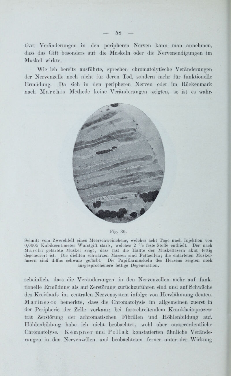 tiver Veränderungen in den peripheren Nerven kann man annehmen, dass das Gift besonders auf die Muskeln oder die Nervenendigungen im Muskel wirkte. Wie ich bereits ausführte, sprechen ehromatolytische Veränderungen der Nervenzelle noch nicht für deren Tod, sondern mehr für funktionelle Ermüdung. Da sich in den peripheren Nerven oder im Rückenmark nach Marchis Methode keine Veränderungen zeigten, so ist es wahr- Fig. 30. Schnitt vom Zwerchfell eines Meerschweinchens, welches acht Tage nach Injektion von 0,0005 Kubikcentimeter Wurstgift starh, welches 2 °/o feste Stoffe enthielt. Der nach Marchi gefärbte Muskel zeigt, dass fast die Hälfte der Muskelfasern akut fettig degeneriert ist. Die dichten schwarzen Massen sind Fettzellen; die entarteten Muskel- fasern sind diffus schwarz gefärbt. Die Papillarmuskeln des Herzens zeigten noch ausgesprochenere fettige Degeneration. scheinlich, dass die Veränderungen in den Nervenzellen mehr auf funk- tioneile Ermüdung als auf Zerstörung zurückzuführen sind und auf Schwäche des Kreislaufs im centralen Nervensystem infolge von Herzlähmung deuten. Marinesco bemerkte, dass die Chromatolysis im allgemeinen zuerst in der Peripherie der Zelle vorkam; bei fortschreitendem Krankheitsprozess trat Zerstörung der achromatischen Fibrillen und Höhlenbildung auf. Höhlenbildung habe ich nicht beobachtet, wohl aber ausserordentliche Chromatolyse. Ivempner und Pollak konstatierten ähnliche Verände- rungen in den Nervenzellen und beobachteten ferner unter der Wirkung