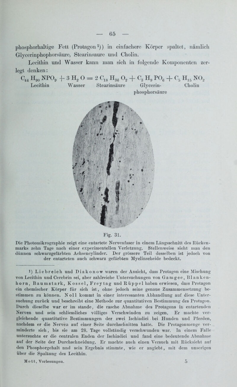 phosphorhaltige Fett (Protagon*)) in einfachere Körper spaltet, nämlicli Glycerinphophorsäure, Stearinsaure und Cholin. Lecithin und Wasser kann man sich in folgende Komponenten zer- legt denken: C44 H90 NP09 3 H2 O = 2 CI8 H36 02 + C3 H9 P06 + C5 H16 N02 Lecithin Wasser Stearinsäure Glycerin- Cholin phosphorsäure Fig. 31. Die Photomikrographie zeigt eine entartete Nervenfaser in einem Längsschnitt des Kücken- marks zehn Tage nach einer experimentellen Verletzung. Stellenweise sieht man den dünnen schwarzgefärbten Achsencylinder. Der grössere Teil desselben ist jedoch von der entarteten auch schwarz gefärbten Myelinscheide bedeckt. l) Liebreich und Diakon o w waren der Ansicht, dass Protagon eine Mischung von Lecithin und Cerebrin sei, aber zahlreiche Untersuchungen von Gamgee, Blanken- horn, Baumstark, K o s s el, Frey tag und Rüpp el haben erwiesen, dass Protagon ein chemischer Körper für sich ist, ohne jedoch seine genaue Zusammensetzung be- stimmen zu können. Noll kommt in einer interessanten Abhandlung auf diese Unter- suchung zurück und beschreibt eine Methode zur quantitativen Bestimmung des Protagon. Durch dieselbe war er im stände, die rasche Abnahme des Protagons in entartenden Nerven und sein schliessliches völliges Verschwinden zu zeigen. Er machte ver- gleichende quantitative Bestimmungen der zwei Ischiadici bei Hunden und Pferden, nachdem er die Nerven auf einer Seite durchschnitten hatte. Die Protagonmenge ver- minderte sich, bis sie am 28. Tage vollständig verschwunden war. In einem Falle untersuchte er die centralen Enden der Ischiadici und fand eine bedeutende Abnahme auf der Seite der Durchschneidung. Er machte auch einen Versuch mit Rücksicht auf den Phosphorgehalt nnd sein Ergebnis stimmte, wie er angiebt, mit dem unseligen über die Spaltung des Lecithin. Mott, Vorlesungen. 5