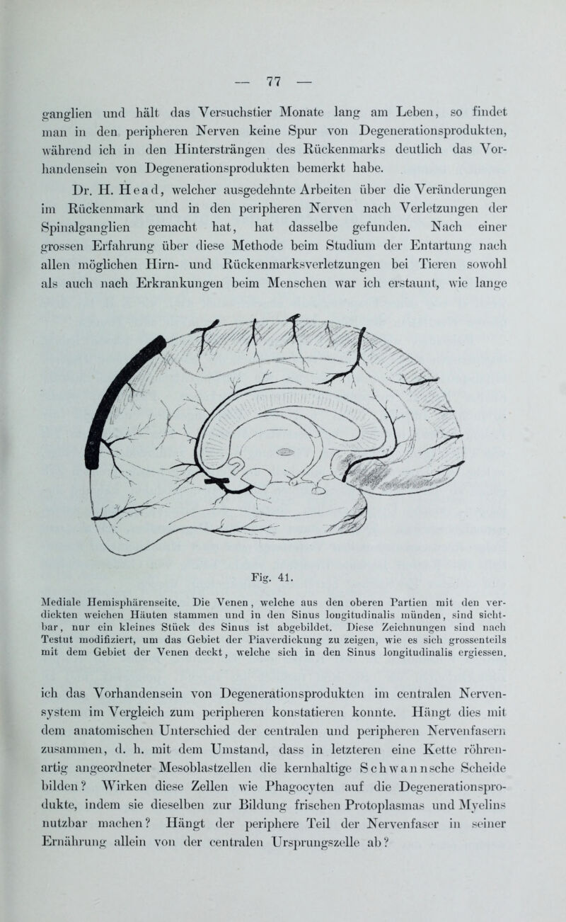 ganglien und hält das Versuchstier Monate lang am Leben, so findet man in den peripheren Nerven keine Spur von Degenerationsprodukten, während ich in den Hintersträngen des Rückenmarks deutlich das Vor- handensein von Degenerationsprodukten bemerkt habe. Dr. H. Head, welcher ausgedehnte Arbeiten über die Veränderungen im Rückenmark und in den peripheren Nerven nach Verletzungen der Spinalganglien gemacht hat, hat dasselbe gefunden. Nach einer grossen Erfahrung über diese Methode beim Studium der Entartung nach allen möglichen Hirn- und Rückenmarks Verletzungen bei Tieren sowohl als auch nach Erkrankungen beim Menschen war ich erstaunt, wie lange Fig. 41. Mediale Hemisphärenseite. Die Venen, welche aus den oberen Partien mit den ver- dickten weichen Häuten stammen und in den Sinus lougitudinalis münden, sind sicht- bar, nur ein kleines Stück des Sinus ist abgebildet. Diese Zeichnungen sind nach Testut modifiziert, um das Gebiet der Piaverdickung zu zeigen, wie es sich grossenteils mit dem Gebiet der Venen deckt, welche sich in den Sinus longitudinalis ergiessen. ich das Vorhandensein von Degenerationsprodukten im centralen Nerven- system im Vergleich zum peripheren konstatieren konnte. Hängt dies mit dem anatomischen Unterschied der centralen und peripheren Nervenfasern zusammen, d. h. mit dem Umstand, dass in letzteren eine Kette röhren- artig angeordneter Mesoblastzellen die kernhaltige Schwannsche Scheide bilden? Wirken diese Zellen wie Phagocyten auf die Degenerationspro- dukte, indem sie dieselben zur Bildung frischen Protoplasmas und Myelins nutzbar machen? Hängt der periphere Teil der Nervenfaser in seiner Ernährung allein von der centralen Ursprungszelle ab?