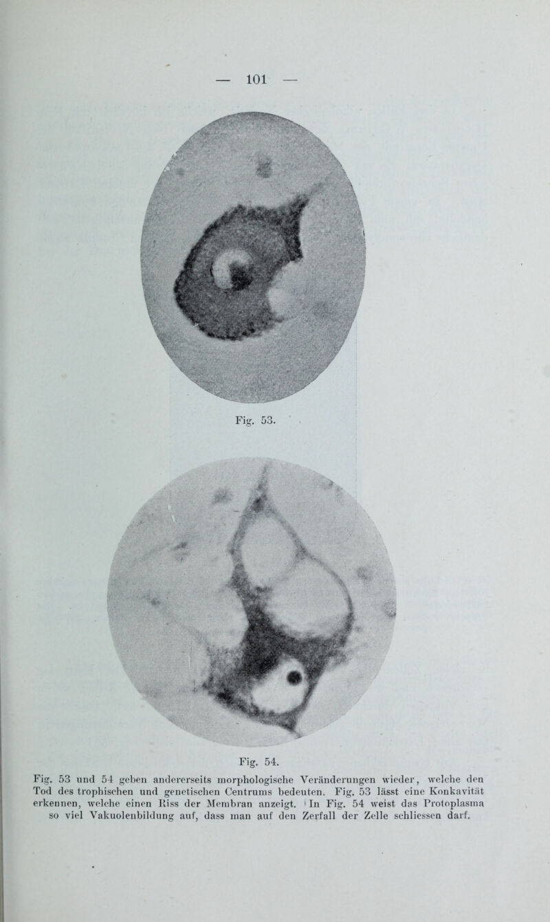 Fig. 53. Fig. 54. Fig. 53 und 54 geben andererseits morphologische Veränderungen wieder, welche den Tod des trophischen und genetischen Centrums bedeuten. Fig. 53 lässt eine Konkavität erkennen, welche einen Riss der Membran anzeigt. Mn Fig. 54 weist das Protoplasma so viel Vakuolenbildung auf, dass man auf den Zerfall der Zelle schliessen darf.