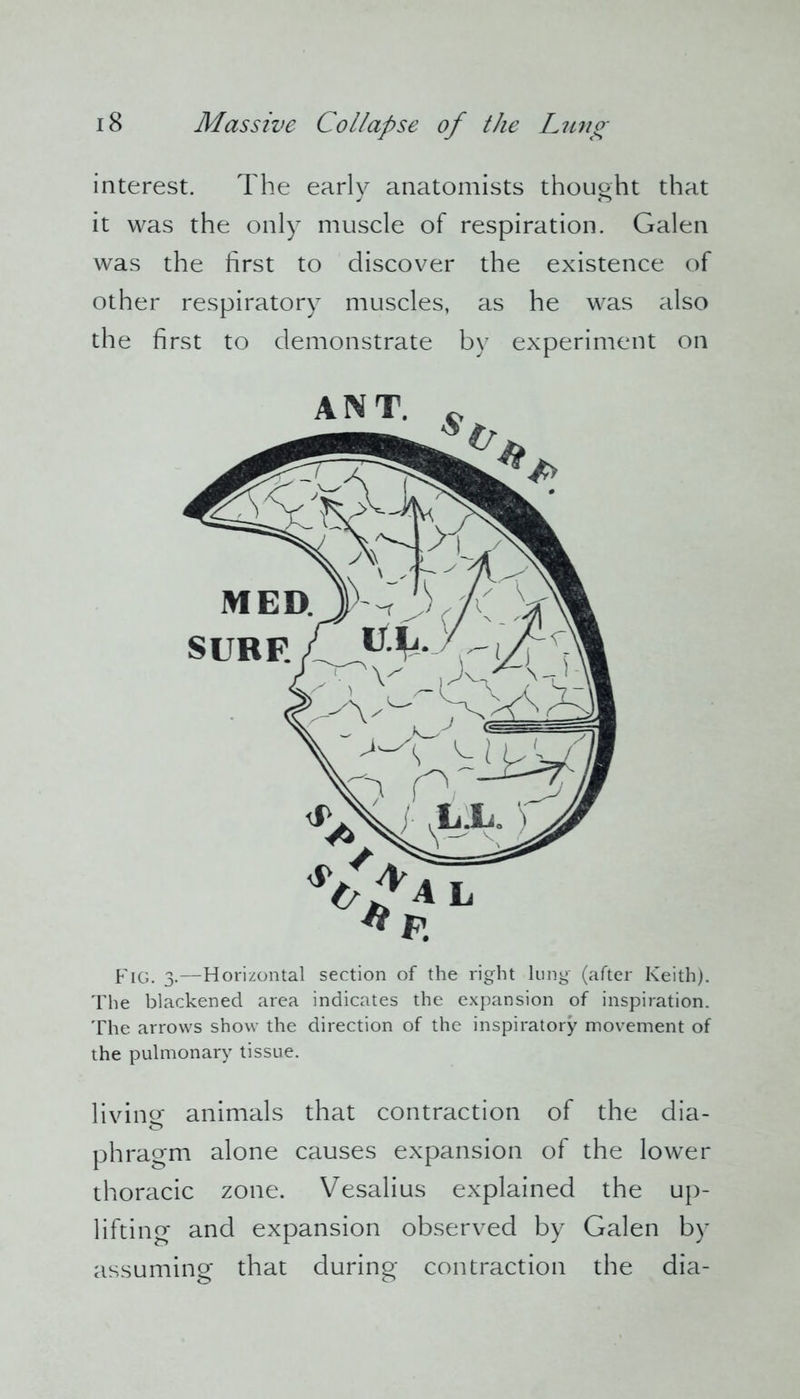 interest. The early anatomists thought that it was the only muscle of respiration. Galen was the first to discover the existence of other respiratory muscles, as he was also the first to demonstrate by experiment on Fig. 3.—Horizontal section of the right lung (after Keith). The blackened area indicates the expansion of inspiration. The arrows show the direction of the inspiratory movement of the pulmonary tissue. living: animals that contraction of the dia- phragm alone causes expansion of the lower thoracic zone. Vesalius explained the up- lifting and expansion observed by Galen by assuming that during contraction the dia-