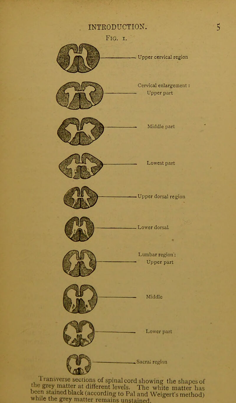 Fig. x. Upper cervical region Cervical enlargement: Upper part Middle part Lowest part Upper dorsal region Lower dorsal Lumbar region': Upper part Middle Lower part Sacral region 11 ansverse sections of spinal cord showing the shapes of if grey matter at different levels. The white matter has been stained black (according to Pal and Weigert’s method) while the grey matter remains unstained.