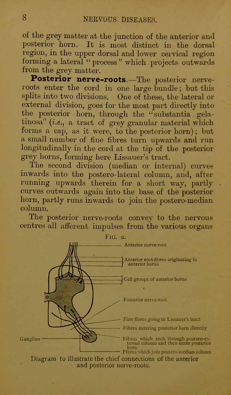 of the grey matter at the junction of the anterior and posterior horn. It is most distinct in the dorsal region, in the upper dorsal and lower cervical region forming a lateral “process” which projects outwards from the grey matter. Posterior nerve-roots.—The posterior nerve- roots enter the cord in one large bundle; but this splits into two divisions. One of these, the lateral or external division, goes for the most part directly into the posterior horn, through the “substantia gela- tinosa” (i.e., a tract of grey granular material which forms a cap, as it were, to the posterior horn); but a small number of fine fibres turn upwards and run longitudinally in the cord at the tip of the posterior grey horns, forming here Lissauer’s tract. The second division (median or internal) curves inwards into the postero-lateral column, and, after running upwards therein for a short way, partly - curves outwards again into the base of the posterior hoi'n, partly runs inwards to join the postero-median column. The postexior nerve-roots convey to the nervous centres all afferent impulses from the various organs Fig. 2. Ganglion Anterior nerve-root Anterior root-fibres originating in anterior horns Cell groups of anterior horns Posterior nerve-root Fine fibres going to Lissaucr's tract Fibres entering posterior horn directly Fibres which arch through postcro-cx- ternal column and then enter posterior horn Fibres which j oin postero-median column Diagram to illustrate the chief connections of the anterior and posterior nerve-roots.