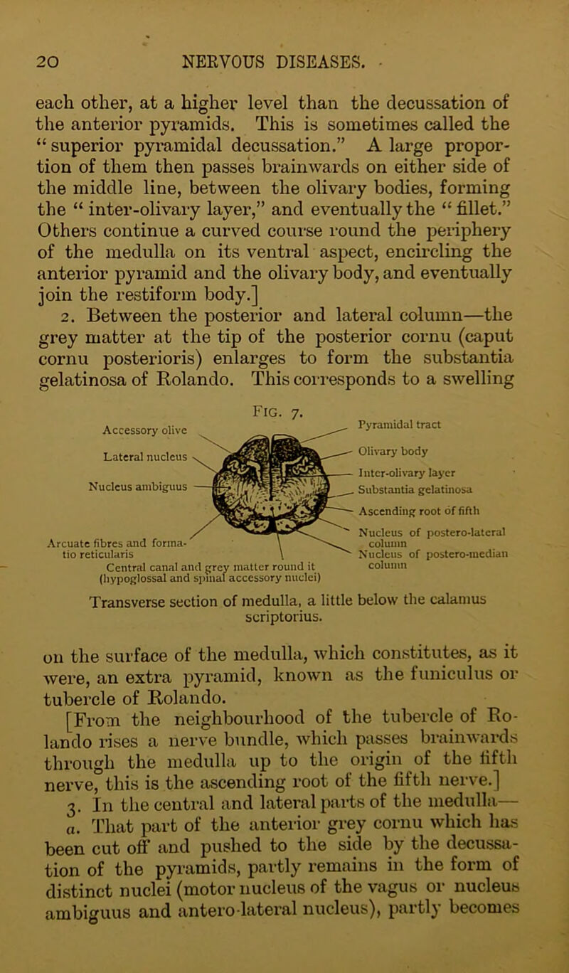 each other, at a higher level than the decussation of the anterior pyramids. This is sometimes called the “ superior pyramidal decussation.” A large propor- tion of them then passes brainwards on either side of the middle line, between the olivary bodies, forming the “ inter-olivary layer,” and eventually the “ fillet.” Others continue a curved course round the periphery of the medulla on its ventral aspect, encircling the anterior pyramid and the olivary body, and eventually join the restiform body.] 2. Between the posterior and lateral column—the grey matter at the tip of the posterior cornu (caput cornu posterioris) enlarges to form the substantia gelatinosa of Rolando. This corresponds to a swelling Fig. 7. Accessory olive Lateral nucleus Nucleus ambiguus Arcuate fibres and forma- tio reticularis Central canal and grey matter round it (hypoglossal and spinal accessory nuclei) Pyramidal tract Olivary body Inter-olivary layer Substantia gelatinosa Ascending root of fifth Nucleus of postero-lateral column Nucleus of postero-median column Transverse section of medulla, a little below the calamus scriptorius. on the surface of the medulla, Avhich constitutes, as it were, an extra pyramid, known as the funiculus or tubercle of Rolando. [From the neighbourhood of the tubercle of Ro- lando rises a nerve bundle, which passes brainwards through the medulla up to the origin of the fifth nerve, this is the ascending root of the fifth nerve.] 3. In the central and lateral parts of the medulla— a. That part of the anterior grey cornu which has been cut off and pushed to the side by the decussa- tion of the pyramids, partly remains in the form of distinct nuclei (motor nucleus of the vagus or nucleus ambiguus and antero-lateral nucleus), partly becomes
