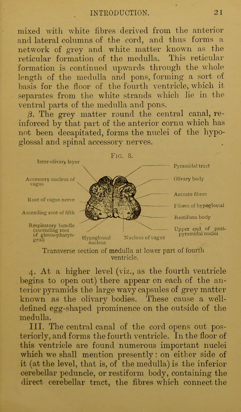 mixed with white fibres derived from the anterior and lateral columns of the cord, and thus forms a network of grey and white matter known as the reticular formation of the medulla. This reticular formation is continued upwards through the whole length of the medulla and pons, forming a sort of basis for the floor of the fourth ventricle, which it separates from the white strands which lie in the ventral parts of the medulla and pons. 13. The grey matter round the central canal, re- inforced by that part of the anterior cornu which has not been decapitated, forms the nuclei of the hypo- glossal and spinal accessory nerves. Fig. 8. Inter-olivary layer Accessory nucleus of vagus Root of vagus nerve Ascending root of fifth Respiratory bundle (ascending root of glosso-pharyn- geal) Hypogl nucl lossal nucleus Nucleus of vagus Pyramidal tract Olivary body Arcuate fibres I-ibres of hypoglossal Restiform body Upper end of post- pyramidal nuclei Transverse section of medulla at lower part of fourth ventricle. 4. At a higher level (viz., as the fourth ventricle begins to open out) there appear on each of the an- terior pyramids the large wavy capsules of grey matter known as the olivary bodies. These cause a well- defined egg-shaped prominence on the outside of the medulla. III. The central canal of the cord opens out pos- teriorly, and forms the fourth ventricle. In the floor of this ventricle are found numerous important nuclei which we shall mention presently: on either side of it (at the level, that is, of the medulla) is the inferior cerebellar peduncle, or restiform body, containing the direct cerebellar tract, the fibres which connect the