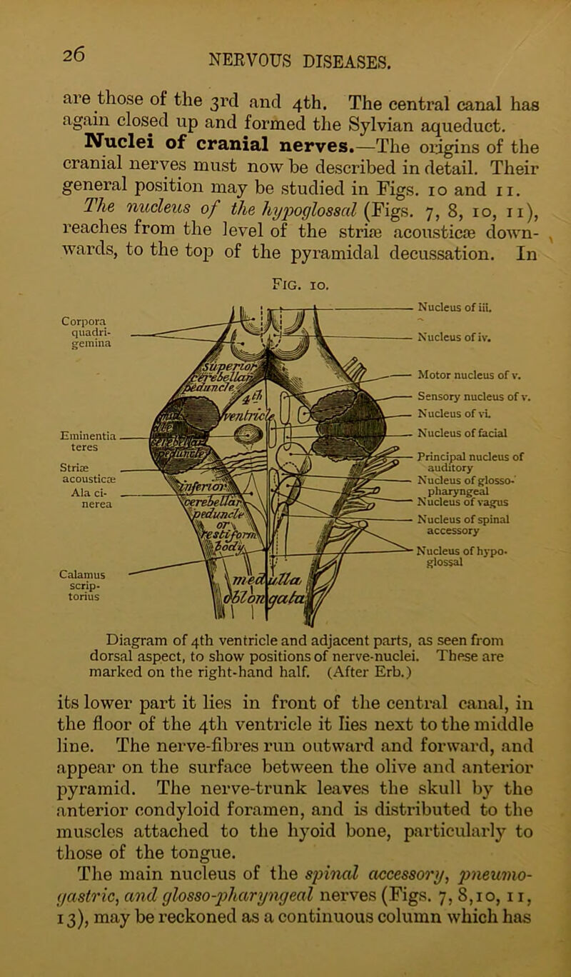 are those of the 3rd and 4th. The central canal has again closed up and formed the Sylvian aqueduct. Nuclei of cranial nerves.—The origins of the cranial nerves must now be described in detail. Their general position may be studied in Figs. 10 and 11. The nucleus of the hypoglossal (Figs. 7, 8, 10, 11), reaches from the level of the striae acoustics down- wards, to the top of the pyramidal decussation. In Corpora quadri- gemina Eminentia teres Striae acoustics Ala ci- nerea Calamus scrip- torius Fig. xo. Nucleus of iii. Nucleus of iv. Motor nucleus of v. Sensory nucleus of v. Nucleus of vi. Nucleus of facial Principal nucleus of auditory Nucleus of glosso- pharyngeal Nucleus of vagus Nucleus of spinal accessory Nucleus of hypo- glossal Diagram of 4th ventricle and adjacent parts, as seen from dorsal aspect, to show positions of nerve-nuclei. These are marked on the right-hand half. (After Erb.) its lower part it lies in front of the central canal, in the floor of the 4th ventricle it lies next to the middle line. The nerve-fibres run outward and forward, and appear on the surface between the olive and anterior pyramid. The nerve-trunk leaves the skull by the anterior condyloid foramen, and is distributed to the muscles attached to the hyoid bone, particularly to those of the tongue. The main nucleus of the spinal accessory, pneumo- yastric, and glosso-pharynyeal nerves (Figs. 7, 8,10, 11, 13), may be reckoned as a continuous column which has