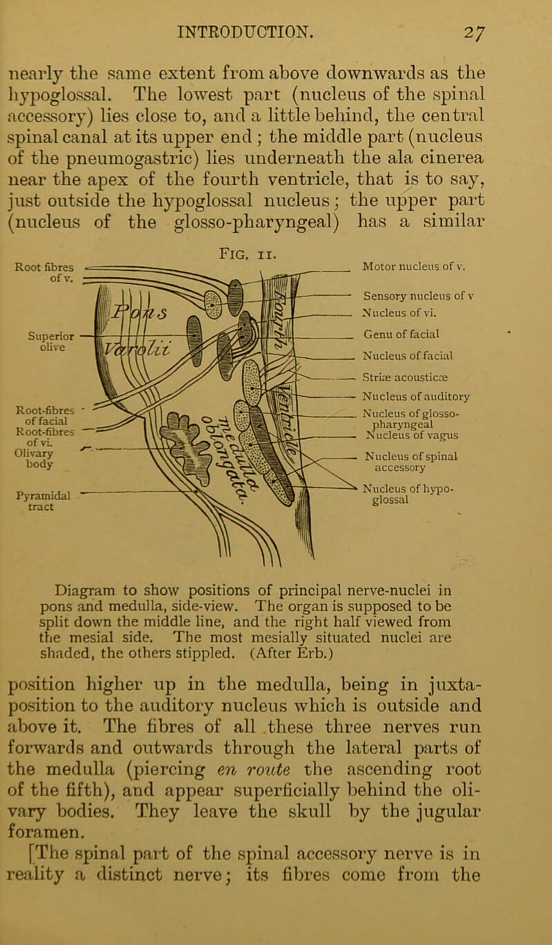 nearly the same extent from above downwards as the hypoglossal. The lowest part (nucleus of the spinal accessory) lies close to, and a little behind, the central spinal canal at its upper end ; the middle part (nucleus of the pneumogastric) lies underneath the ala cinerea near the apex of the fourth ventricle, that is to say, just outside the hypoglossal nucleus; the upper part (nucleus of the glosso-pharyngeal) has a similar Fig. 11. Root fibres of v. Superior olive Root-fibres of facial Root-fibres of vi. Olivary body Pyramidal tract Motor nucleus of v. Sensory nucleus of v Nucleus of vi. Genu of facial Nucleus of facial Strife acousticce Nucleus of auditory Nucleus of glosso- pharyngeal N ucleus of vagus Nucleus of spinal accessory Nucleus of hypo- glossal Diagram to show positions of principal nerve-nuclei in pons and medulla, side-view. The organ is supposed to be split down the middle line, and the right half viewed from the mesial side. The most mesially situated nuclei are shaded, the others stippled. (After Erb.) position higher up in the medulla, being in juxta- position to the auditory nucleus which is outside and above it. The fibres of all these three nerves run forwards and outwards through the lateral parts of the medulla (piercing en route the ascending root of the fifth), and appear superficially behind the oli- vary bodies. They leave the skull by the jugular foramen. [The spinal part of the spinal accessory nerve is in reality a distinct nerve; its fibres come from the