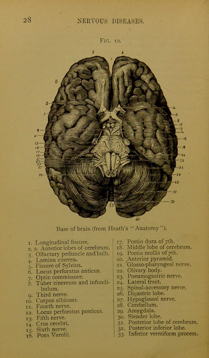 Fig. i2. Base of brain (from Heath's “Anatomy ”). 1. Longitudinal fissure. 2. 2. Anterior lobes of cerebrum. 3. Olfactory peduncle and bulb. 4. Lamina cinerea. 5. Fissure of Sylvius. 6. Locus perforatus anticus. 7. Optic commissure. 8. Tuber cinereum and infundi- bulum. 9. Third nerve. 10. Corpus albicans. 11. Fourth nerve. 12. Locus perforatus posticus. 13. Fifth nerve. 14. Crus cerebri. 15. Sixth nerve. 16. Pons Varolii. 17. Portio dura of 7th. 18. Middle lobe of cerebrum. 19. Portio mollis of 7th. 20. Anterior pyramid. 21. ’Glosso-pharyngeal nerve. 22. Olivary body. 23. Pneumogastric nerve. 24. Lateral tract. 25. Spinal-accessory nerve. 26. Digastric lobe. 27. Hypoglossal nerve. 28. Cerebellum. 29. Amygdala. 30. Slender lobe. 31. Posterior lobe of cerebrum 32. Posterior inferior lobe. 33. Inferior vermiform process