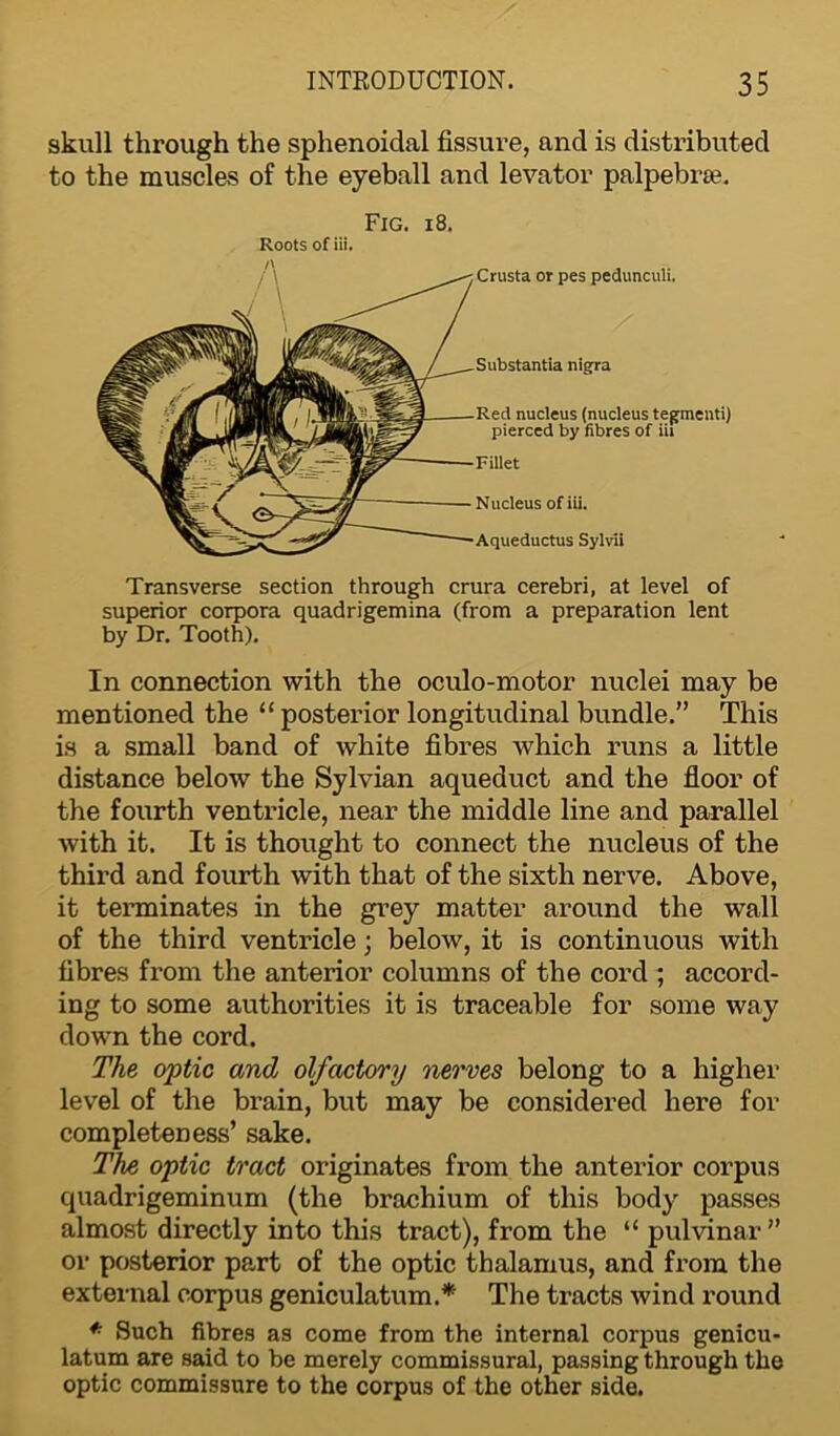 skull through the sphenoidal fissure, and is distributed to the muscles of the eyeball and levator palpebree. Fig. 18. Roots of iii. Crusta or pes pedunculi. nigra nucleus (nucleus tegmenti) pierced by fibres of iii Fillet Nucleus of iii. Aqueductus Sylvii Transverse section through crura cerebri, at level of superior corpora quadrigemina (from a preparation lent by Dr. Tooth). In connection with the oculo-motor nuclei may be mentioned the “ posterior longitudinal bundle.” This is a small band of white fibres which runs a little distance below the Sylvian aqueduct and the floor of the fourth ventricle, near the middle line and parallel with it. It is thought to connect the nucleus of the third and fourth with that of the sixth nerve. Above, it terminates in the grey matter around the wall of the third ventricle; below, it is continuous with fibres from the anterior columns of the cord ; accord- ing to some authorities it is traceable for some way down the cord. The optic and olfactory nerves belong to a higher level of the brain, but may be considered here for completeness’ sake. Tht optic tract originates from the anterior corpus quadrigeminum (the brachium of this body passes almost directly into this tract), from the “ pulvinar ” or posterior part of the optic thalamus, and from the external corpus geniculatum.* The tracts wind round * Such fibres as come from the internal corpus genicu- latum are said to be merely commissural, passing through the optic commissure to the corpus of the other side.