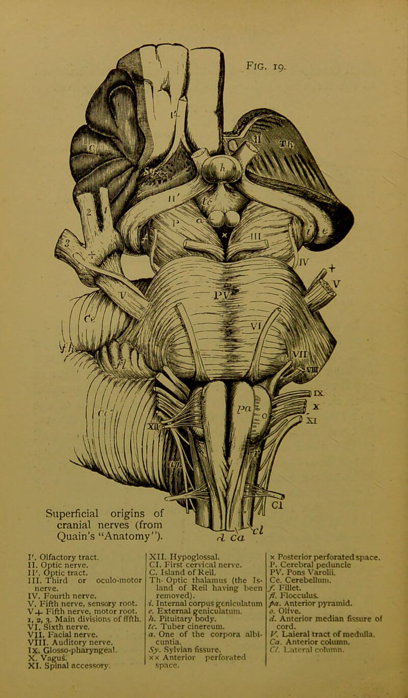 Fig. 19. I'. Olfactory tract. II. Optic nerve. 11'. Optic tract. III. Third or oculo-motor nerve. IV. Fourth nerve. V. Fifth nerve, sensory root. V4- Fifth nerve, motor root, i, 2, 3. Main divisions of ITfth. VI. Sixth nerve. VII. Facial nerve. VIII. Auditory nerve. IX. Glosso-pharyngeal. X. Vagus. XI. Spinal acccssoiy. XII. Hypoglossal. Cl. First cervical nerve. C. Island of Keil. Til- Optic thalamus (the Is- land of Reil having been removed). i. Internal corpus gcniculntum c. External geniculatum. h. Pituitary body. tc. Tuber cinereum. a. One of the corpora albl- cuntia. Sy. Sylvian fissure, xx Anterior perforated space. x Posterior perforated space. P. Cerebral peduncle PV. Pons Varolii. Ce. Cerebellum. / Fillet. fl. Flocculus. pa. Anterior pyramid. o. Olive. d. Anterior median fissure of cord. V. Laieral tract of medulla. Ca. Anterior column. CL Lateral column.