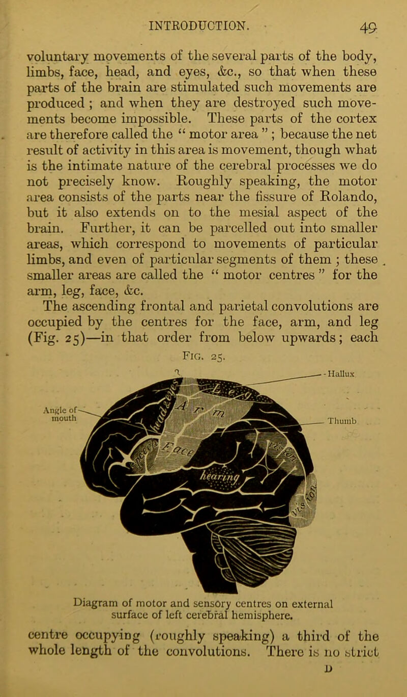 voluntary movements of tlie several parts of the body, limbs, face, head, and eyes, &c., so that when these parts of the brain are stimulated such movements are produced ; and when they are destroyed such move- ments become impossible. These parts of the cortex are therefore called the “ motor area ” ; because the net result of activity in this area is movement, though what is the intimate nature of the cerebral processes we do not precisely know. Roughly speaking, the motor area consists of the parts near the fissure of Rolando, but it also extends on to the mesial aspect of the brain. Further, it can be parcelled out into smaller areas, which correspond to movements of particular limbs, and even of particular segments of them ; these „ smaller areas are called the “ motor centres ” for the arm, leg, face, &c. The ascending frontal and parietal convolutions are occupied by the centres for the face, arm, and leg (Fig. 25)—in that order from below upwards; each Fig. 25. Hallux Thumb Diagram of motor and sensory centres on external surface of left cerebral hemisphere. centre occupying (roughly speaking) a third of the whole length of the convolutions. There is no strict D