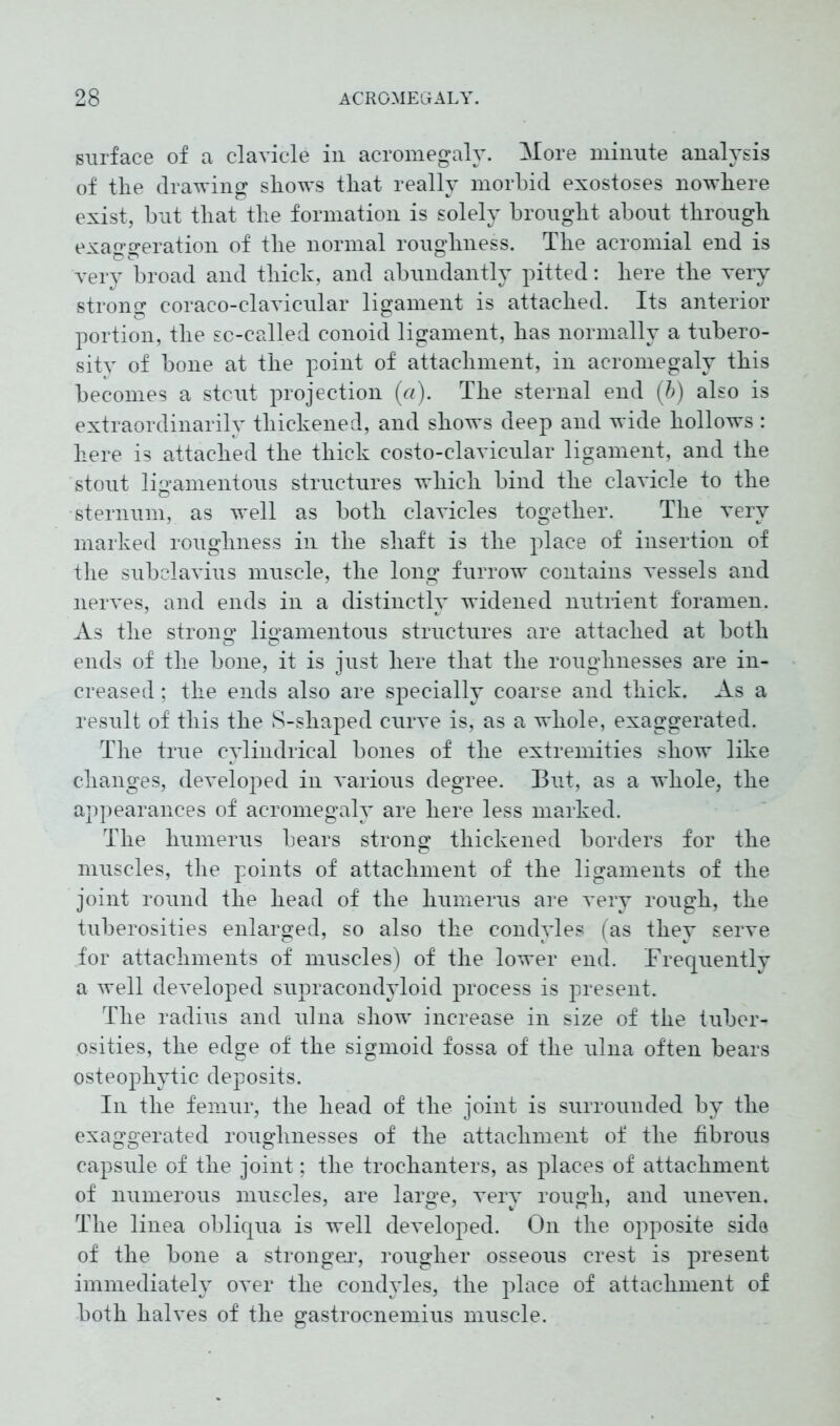 surface of a clavicle in acromegaly. More minute analysis of the drawing shows that really morbid exostoses nowhere exist, but that the formation is solely brought about through exaggeration of the normal roughness. The acromial end is very broad and thick, and abundantly pitted: here the very strong coraco-clavicular ligament is attached. Its anterior portion, the sc-called conoid ligament, has normally a tubero- sity of bone at the point of attachment, in acromegaly this becomes a stcut projection (a). The sternal end (b) also is extraordinarily thickened, and shows deep and wide hollows : here is attached the thick costo-clavicular ligament, and the stout ligamentous structures which bind the clavicle to the sternum, as well as both clavicles together. The very marked roughness in the shaft is the place of insertion of the subclavius muscle, the long furrow contains vessels and nerves, and ends in a distinctly widened nutrient foramen. As the strong ligamentous structures are attached at both ends of the bone, it is just here that the roughnesses are in- creased ; the ends also are specially coarse and thick. As a result of this the S-shaped curve is, as a whole, exaggerated. The true cylindrical bones of the extremities show like changes, developed in various degree. But, as a whole, the appearances of acromegaly are here less marked. The humerus bears strong thickened borders for the muscles, the points of attachment of the ligaments of the joint round the head of the humerus are very rough, the tuberosities enlarged, so also the condyles (as they serve for attachments of muscles) of the lower end. Frequently a well developed supracondyloid process is present. The radius and ulna show increase in size of the tuber- osities, the edge of the sigmoid fossa of the ulna often bears osteophytic deposits. In the femur, the head of the joint is surrounded by the exaggerated roughnesses of the attachment of the fibrous capsule of the joint; the trochanters, as places of attachment of numerous muscles, are large, very rough, and uneven. The linea obliqua is well developed. On the opposite side of the bone a stronger, rougher osseous crest is present immediately over the condyles, the place of attachment of both halves of the gastrocnemius muscle.