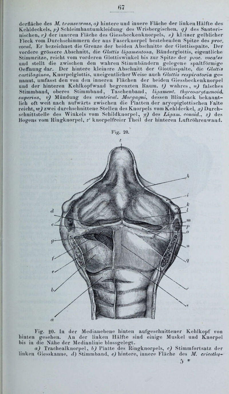 Fig. 20. In der Mediaiiebene hinten aufgeschnittener Kehlkopf von hinten gesehen. An der linken Hälfte sind einige Muskel und Knorpel bis in die Nähe der Medianlinie blossgelegt. a) Trachealknorpel, b) Platte des Ringknorpels, c) Stimmfortsatz der linken Giesskanne, d) Stimmband, e) hintere, innere Fläche des M. cricothy-^ derfläche des M. t)'ansu3rf<us, oj hintere und innere Fläche der linkenHälfte des Kehldeckels,//J Schleimhautumkleidiing des Wrisbergischen, q) des Santori- nischen, r) der inneren Fläche des Giessbeckenknorpels, s) kleiner gelblicher Fleck vom Hurchschimmern der aus Faserknorpel bestehenden Spitze des jproc. vocal. Er bezeichnet die Grenze der beiden Abschnitte der Glottisspalte. Der vordere grössere Abschnitt, die Glottis ligamentosa^ Bänderglottis, eigentliclie Stimmritze, reicht vom vorderen Glottiswinkel bis zur Spitze der proc. vocales und stellt die zwischen den wahren Stimmbändern geleg*ene spaltförmige Oetfnung dar. Der hintere kleinere Abschnitt der Glottisspalte, die Glottis cartilaginea^ Knorpelglottis, uneigentlicher Weise auch Glottis respiratoria ge- nannt, umfasst den von den inneren Plächen der beiden Giessbeckenknorpel und der hinteren Kehlkopfwand begrenzten Kaum, t) wahres, u) falsches Stimmband, oberes Stimmband, Taschenband, ligament. thgreoarytaenoid. superias^ v) Mündung des ventrical. Morgagni^ dessen Blindsack bekannt- lich oft weit nach aufwärts zwischen die Platten der arjepiglottischen Falte reicht, w) zwei durchschnittene Stellen des Knorpels vom Kehldeckel, x) Durch- schnittstelle des Winkels vom Schildknorpel, y) des Ligam. conoid.^ z) des Bogens vom Ringknorpel, 2^' knorpelfreier Theil der hinteren Luftröhrenwand. Fi ff. 20. D