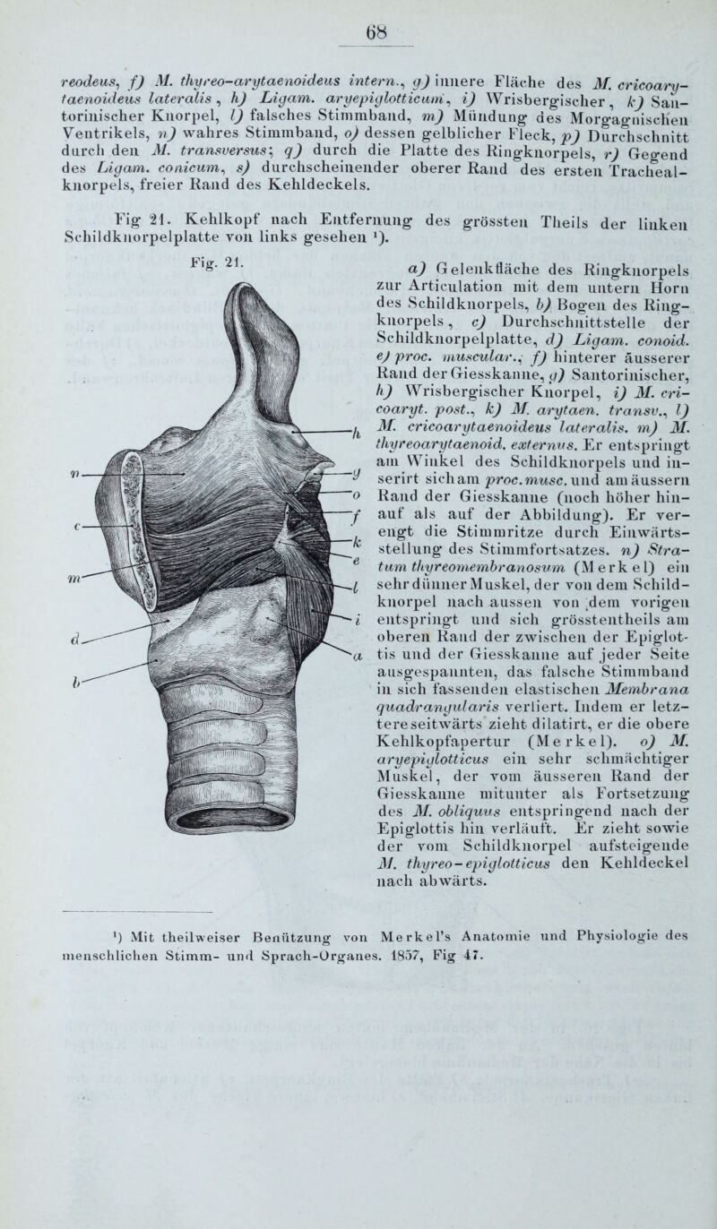 reodeus^ fj M. thyreo-arytaenoideus intern.^ gj innere Fläche des 31. cricoary- taenoideus lateralis^ h) Ligam. aryepiglotticam.^ i) Wrisbergisclier, San- torinischer Knorpel, l) falsches Stininiband, m) Mündung des MorgagniscHen Ventrikels, r>) wahres Stimmband, o) dessen gelblicher Fleck, Durchschnitt durch den M. transversus’^ q) durch die Platte des Ringknorpels, r) Gegend des Ligam. conicum., s) durchscheinender oberer Rand des ersten Tracheal- knorpels, freier Rand des Kehldeckels. Fig 21. Kehlkopf nach Entfernung des grössten Theils der linken Schildknorpelplatte von links gesehen *). Fig. 21. a) Gelenktläche des Ringknorpels zur Articulation mit dem untern Horn des Schildknorpels, h) Bogen des Ring- knorpels , c) Durchschnittstelle der Schildknorpelplatte, d) Ligam. conoid. ej proc. muscular.^ f) hinterer äusserer Rand der Giesskanne, Santorinischer, h) Wrisbergischer Knorpel, i) 31. cri- coaryt. post.., k) 31. arytaen. transv.., l) 31. cricoarytaenoideus lateralis, m) 31. thyreoarytaenoid. externvs. Er entspringt am Winkel des Schildknorpels und iii- serirt sich am proc. mttsc. und amäussern Rand der Giesskanne (noch höher hin- auf als auf der Abbildung). Er ver- engt die Stimmritze durch Einwärts- stellung des Stimmfortsatzes, n) Stra- tum thyreomembranosum (Merkel) ein sehr dünner Muskel, der von dem Schild- knorpel nach aussen von .dem vorigen entspringt und sich grösstentheils am oberen Rand der zwischen der Epiglot- tis und der Giesskanne auf jeder Seite ausgespannten, das falsche Stimmband ' in sich fassenden elastischen Membrana quadrangularis verliert. Indem er letz- tere seitwärts zieht dilatirt, er die obere Kehlkopfapertur (Merkel). o) 31. aryepiglotticus ein sehr schmächtiger Muskel, der vom äusseren Rand der Giesskanne mitunter als Fortsetzung des 31. obliquus entspringend nach der Epiglottis hin verläuft. Er zieht sowie der vom Schildknorpel aufsteigende 31. thyreo-epiglotticus den Kehldeckel nach abwärts. ') Mit theilweiser Benützung von Merkel’s Anatomie und Physiologie des menschlichen Stimm- und Sprach-Ürganes. 18<>7, Fig 47.