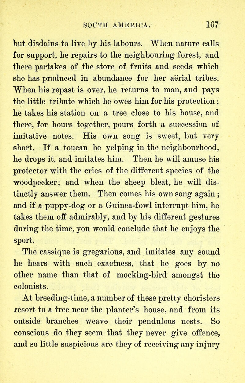 but disdains to live by liis labours. When nature calls for support, be repairs to the neighbouring forest, and there partakes of the store of fruits and seeds which she has produced in abundance for her aerial tribes. When his repast is over, he returns to man, and pays the little tribute which he owes him for his protection; he takes his station on a tree close to his house, and there, for hours together, pours forth a succession of imitative notes. His own song is sweet, but very short. If a toucan be yelping in the neighbourhood, he drops it, and imitates him. Then he will amuse his protector with the cries of the different species of the woodpecker; and when the sheep bleat, he will dis- tinctly answer them. Then comes his own song again ; and if a puppy-dog or a Guinea-fowl interrupt him, he takes them off admirably, and by his different gestures during the time, you would conclude that he enjoys the sport. The cassique is gregarious, and imitates any sound he hears with such exactness, that he goes by no other name than that of mocking-bird amongst the colonists. At breeding-time, a number of these pretty choristers resort to a tree near the planter’s house, and from its outside branches weave their pendulous nests. So conscious do they seem that they never give offence, and so little suspicious are they of receiving any injury