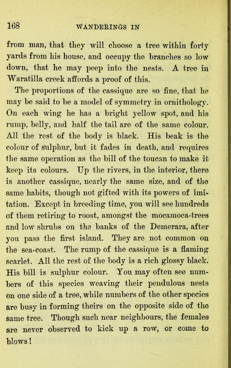from man, that they will choose a tree within forty yards from his house, and occupy the branches so low down, that he may peep into the nests. A tree in Waratilla creek affords a proof of this. The proportions of the cassique are so fine, that he may be said to be a model of symmetry in ornithology. On each wing he has a bright yellow spot, and his rump, belly, and half the tail are of the same colour. All the rest of the body is black. His beak is the colour of Sulphur, but it fades in death, and requires the same operation as the bill of the toucan to make it keep its colours. Up the rivers, in the interior, there is another cassique, nearly the same size, and of the same habits, though not gifted with its powers of imi- tation. Except in breeding time, you will see hundreds of them retiring to roost, amongst the mocamoca-trees and low shrubs on the banks of the Demerara, after you pass the first island. They are not common on the sea-coast. The rump of the cassique is a flaming scarlet. All the rest of the body is a rich glossy black. His bill is sulphur colour. You may often see num- bers of this species weaving their pendulous nests on one side of a tree, while numbers of the other species are busy in forming theirs on the opposite side of the same tree. Though such near neighbours, the females are never observed to kick up a row, or come to blows!