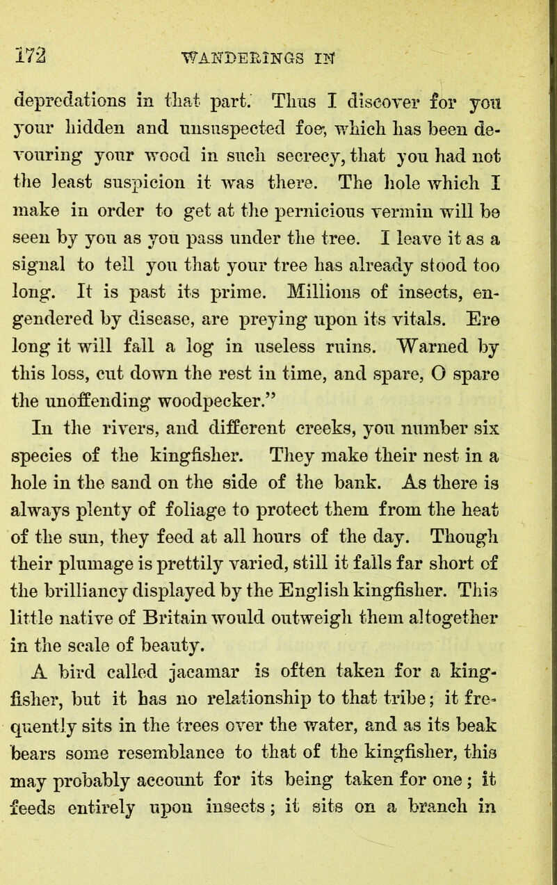 depredations in that part. Tims I discover for yon your hidden and unsuspected foe*, which has been de- vouring your wood in such secrecy, that you had not the least suspicion it was there. The hole which I make in order to get at the pernicious vermin will be seen by you as you pass under the tree. I leave it as a signal to tell you that your tree has already stood too long. It is past its prime. Millions of insects, en- gendered by disease, are preying upon its vitals. Ere long it will fail a log in useless ruins. Warned by this loss, cut down the rest in time, and spare, O spare the unoffending woodpecker.” In the rivers, and different creeks, you number six species of the kingfisher. They make their nest in a hole in the sand on the side of the bank. As there is always plenty of foliage to protect them from the heat of the sun, they feed at all hours of the day. Though their plumage is prettily varied, still it falls far short of the brilliancy displayed by the English kingfisher. This little native of Britain would outweigh them altogether in the scale of beauty. A bird called jacamar is often taken for a king- fisher, but it has no relationship to that tribe; it fre- quently sits in the trees over the water, and as its beak bears some resemblance to that of the kingfisher, this may probably account for its being taken for one ; it feeds entirely upon insects; it sits on a branch in