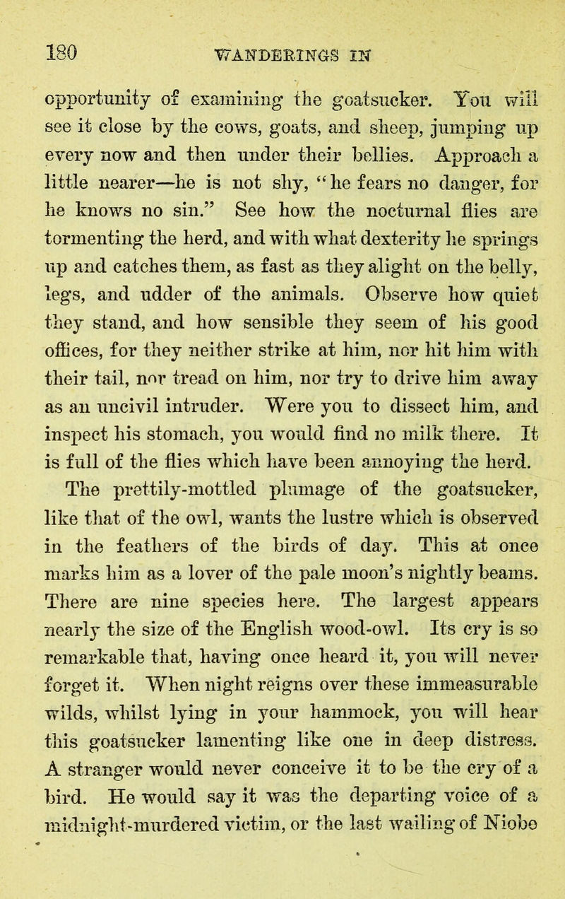 opportunity of examining the goatsucker. You will see it close by the cows, goats, and sheep, jumping up every now and then under their bellies. Approach a little nearer—he is not shy, “ he fears no danger, for he knows no sin.” See how the nocturnal flies are tormenting the herd, and with what dexterity he springs up and catches them, as fast as they alight on the belly, legs, and udder of the animals. Observe how quiet they stand, and how sensible they seem of his good offices, for they neither strike at him, nor hit him with their tail, nr>r tread on him, nor try to drive him away as an uncivil intruder. Were you to dissect him, and inspect his stomach, you would find no milk there. It is full of the flies which have been annoying the herd. The prettily-mottled plumage of the goatsucker, like that of the owl, wants the lustre which is observed in the feathers of the birds of day. This at once marks him as a lover of the pale moon’s nightly beams. There are nine species here. The largest appears nearly the size of the English wood-owl. Its cry is so remarkable that, having once heard it, you will never forget it. When night reigns over these immeasurable wilds, whilst lying in your hammock, you will hear this goatsucker lamenting like one in deep distress. A stranger would never conceive if to be the cry of a bird. He would say it was the departing voice of a midnight-murdered victim, or the last wailing of Niobo