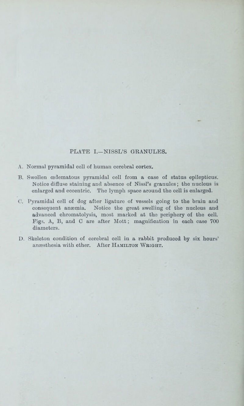 PLATE I.—NISSL’S GRANULES. A. Normal pyramidal cell of human cerebral cortex. B. Swollen cedematous pyramidal cell from a case of status epilepticus. Notice diffuse staining and absence of NissTs granules; the nucleus is enlarged and eccentric. The lymph space around the cell is enlarged. C. Pyramidal cell of dog after ligature of vessels going to the brain and consequent anaemia. Notice the great swelling of the nucleus and advanced chromatolysis, most marked at the periphery of the cell. Figs. A, B, and C are after Mott; magnification in each case 700 diameters. D. Skeleton condition of cerebral cell in a rabbit produced by six hours5 anaesthesia with ether. After Hamilton Wright.