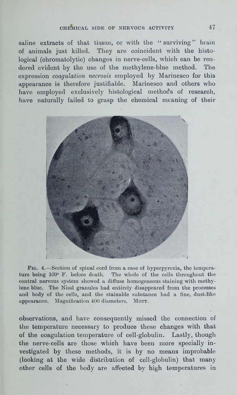 saline extracts of that tissue, or with the “surviving” brain of animals just killed. They are coincident with the histo- logical (chromatolytic) changes in nerve-cells, which can be ren- dered evident by the use of the methylene-blue method. The expression coagulation necrosis employed by Marinesco for this appearance is therefore justifiable. Marinesco and others who have employed exclusively histological methods of research, have naturally failed to grasp the chemical meaning of their Fig. 4.—Section of spinal cord from a case of hyperpyrexia, the tempera-, ture being 109° F. before death. The whole of the cells throughout the central nervous system showed a diffuse homogeneous staining with methy- lene blue. The Nissl granules had entirely disappeared from the processes and body of the cells, and the stainable substance had a fine, dust-like appearance. Magnification 400 diameters. Mott. observations, and have consequently missed the connection of the temperature necessary to produce these changes with that of the coagulation temperature of cell-globulin. Lastly, though the nerve-cells are those which have been more specially in- vestigated by these methods, it is by no means improbable (looking at the wide distribution of cell-globulin) that many other cells of the body are affected by high temperatures in
